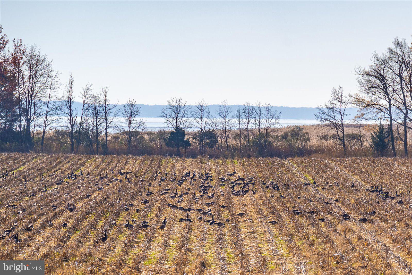 EASTERN NECK - Residential