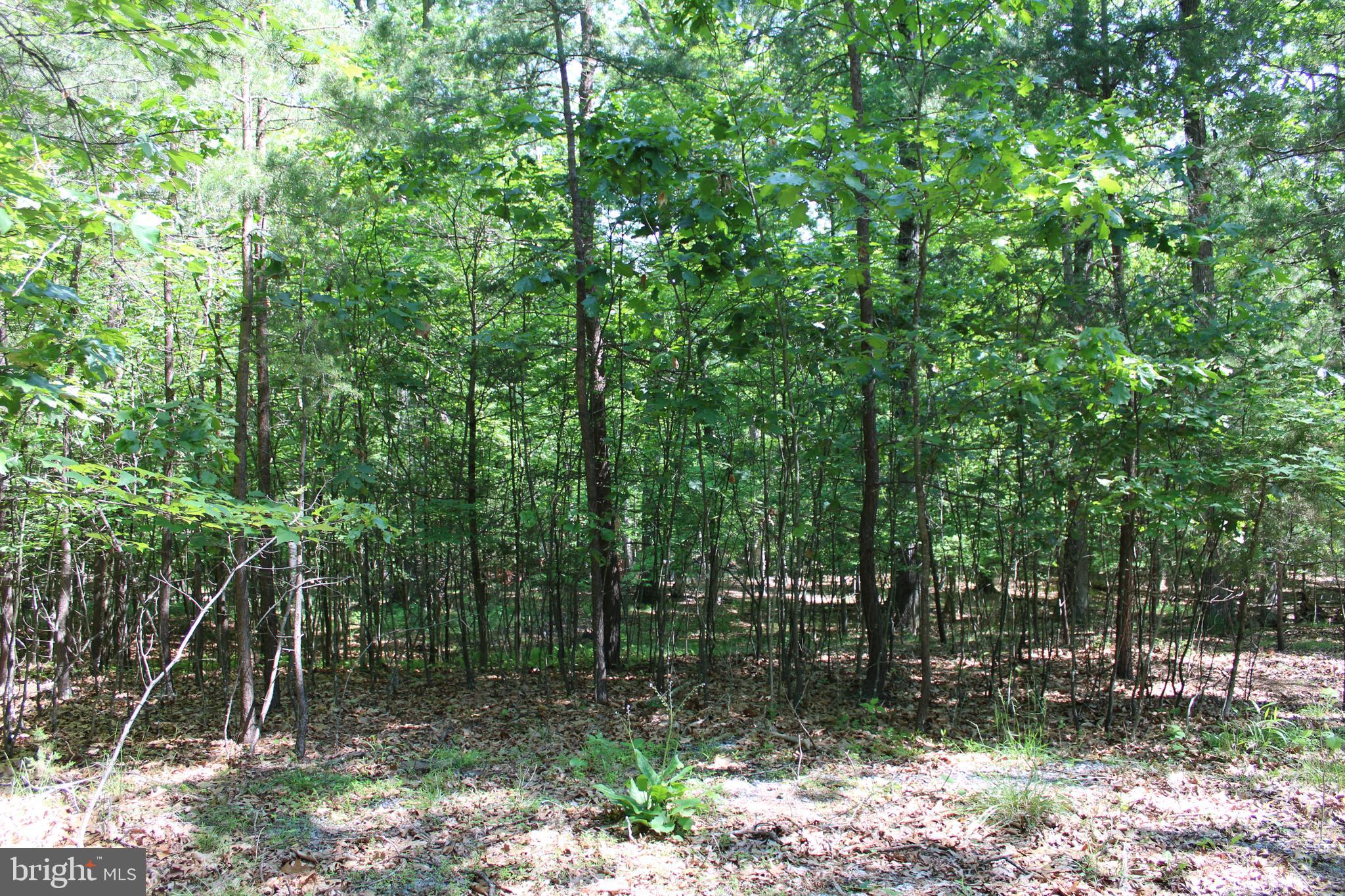 SOUTH POTOMAC FOREST - Land