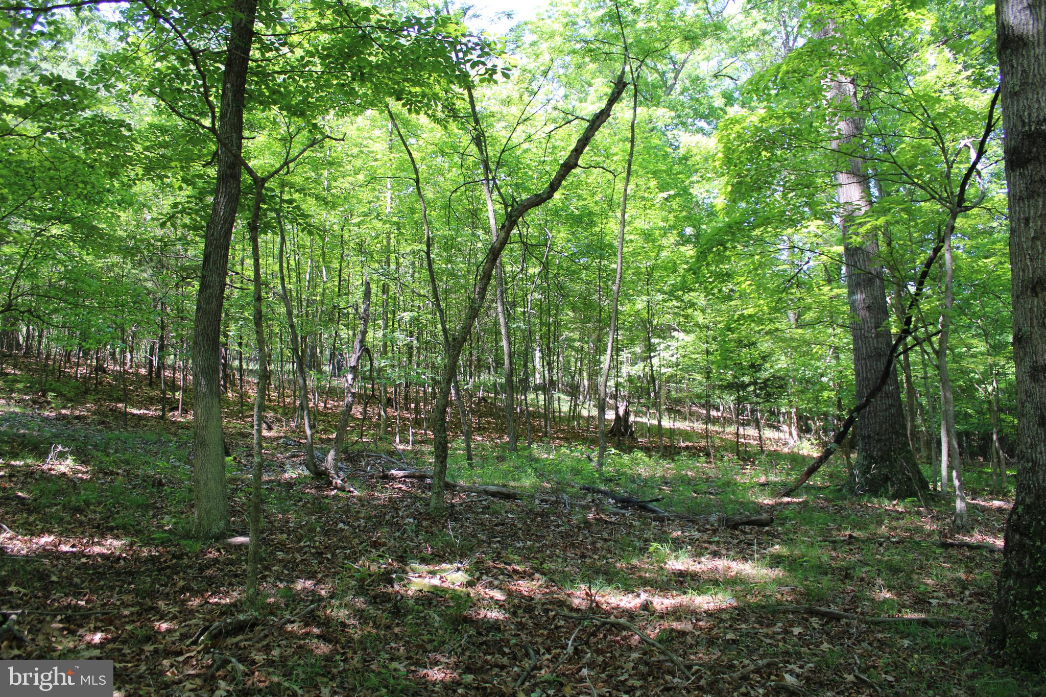 SOUTH POTOMAC FOREST - Land