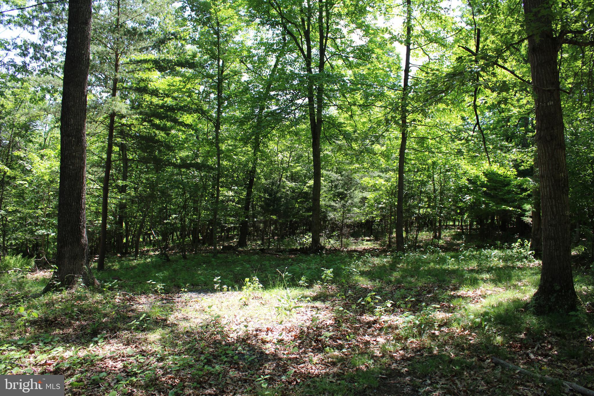 SOUTH POTOMAC FOREST - Land