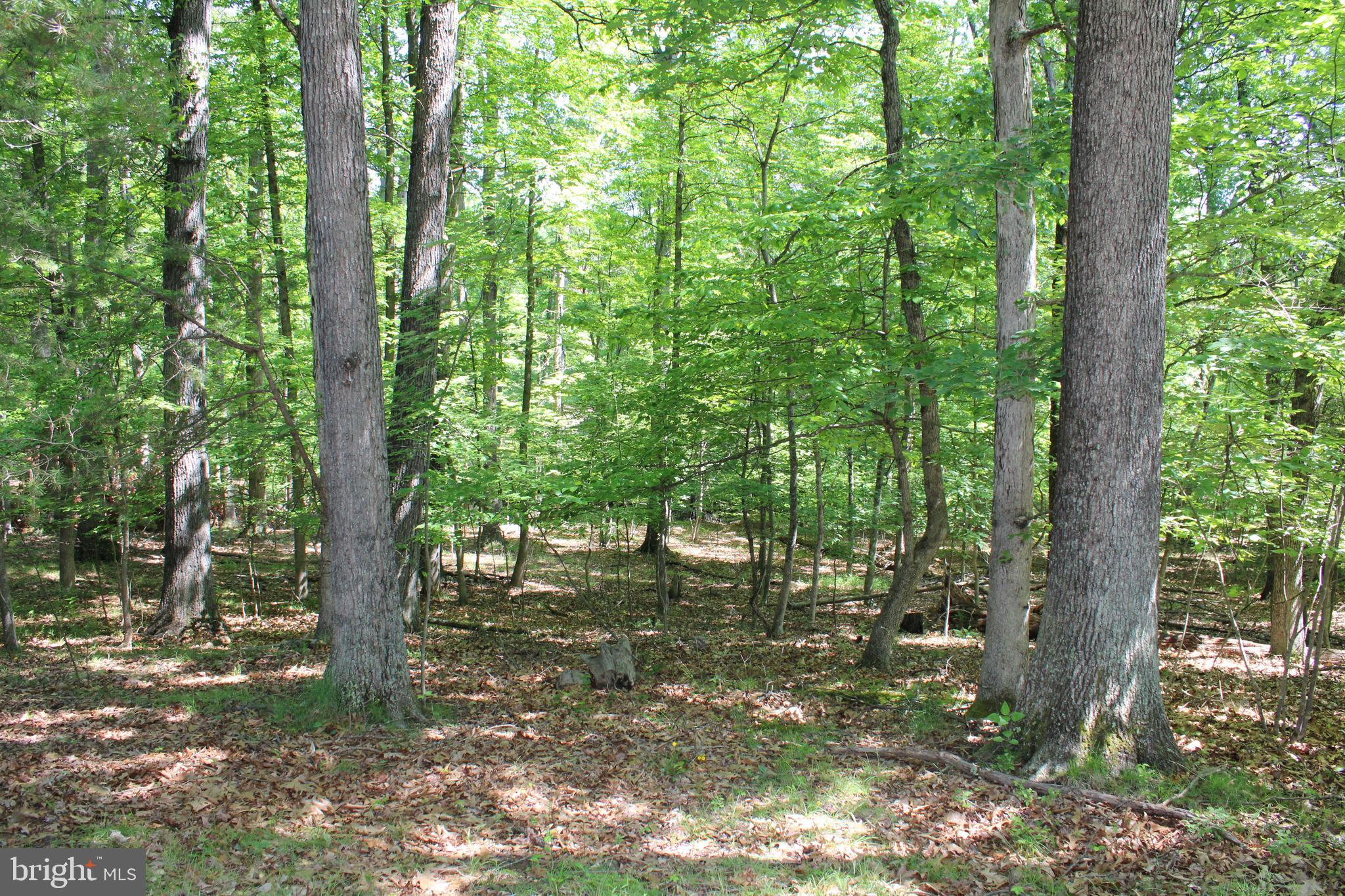 SOUTH POTOMAC FOREST - Land