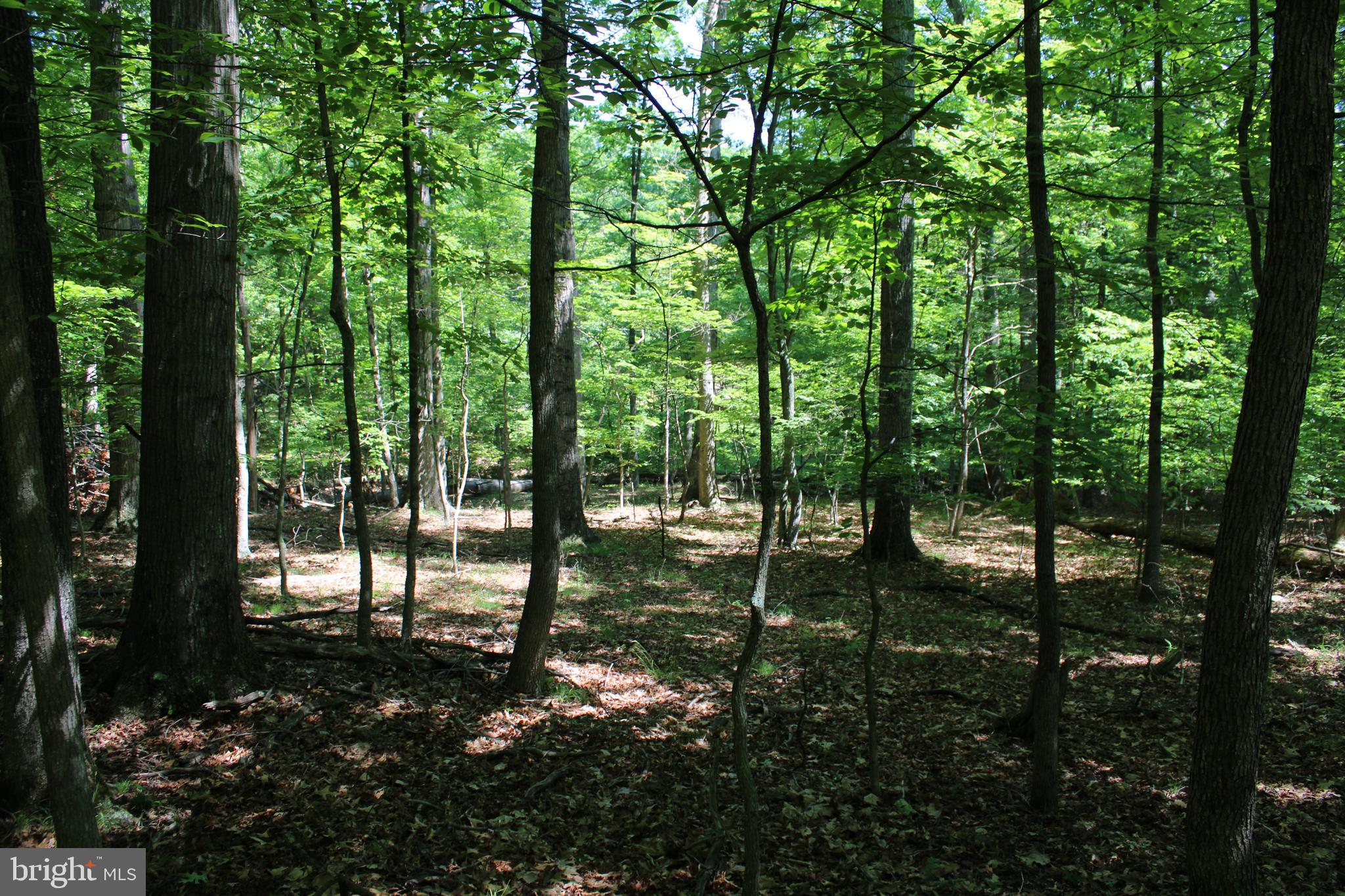 SOUTH POTOMAC FOREST - Land