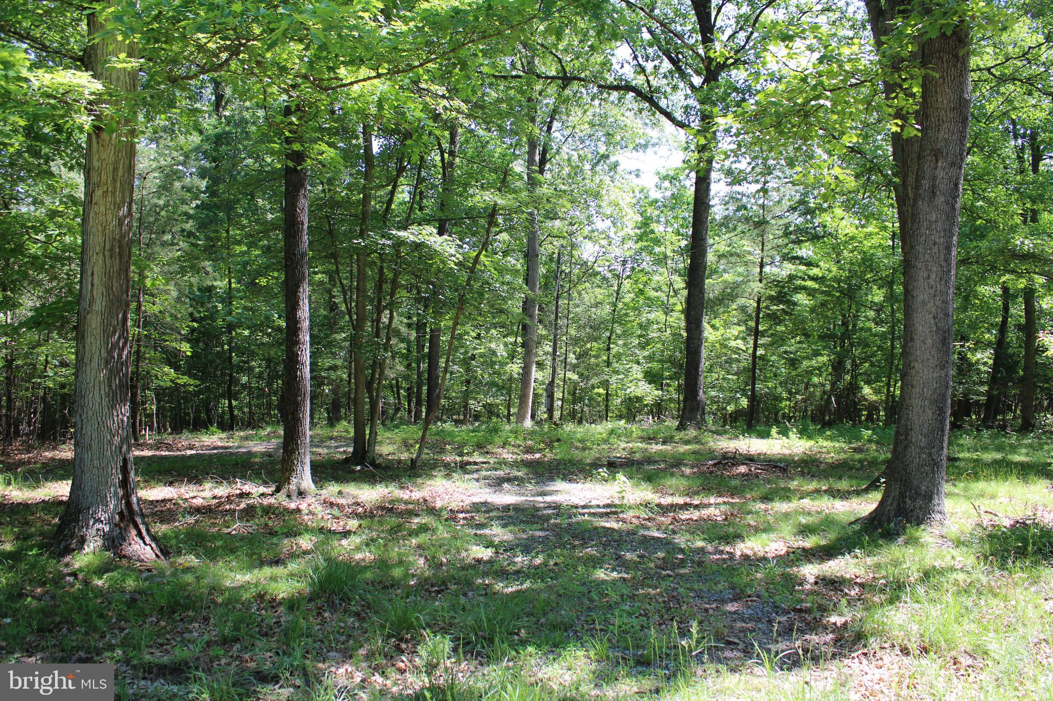 SOUTH POTOMAC FOREST - Land