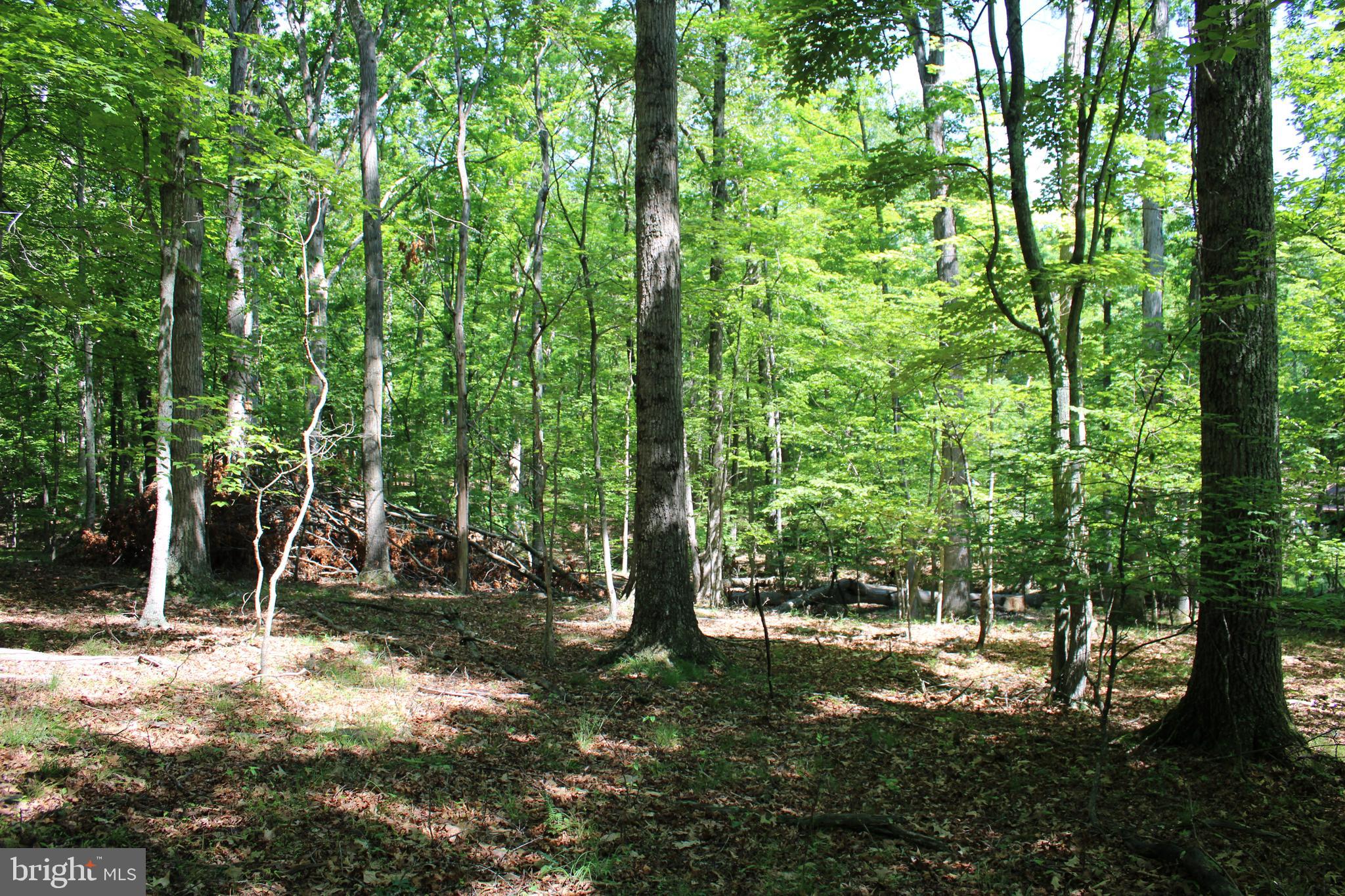 SOUTH POTOMAC FOREST - Land