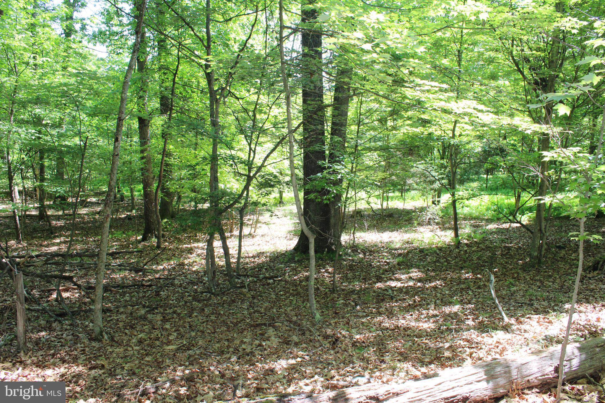 SOUTH POTOMAC FOREST - Land