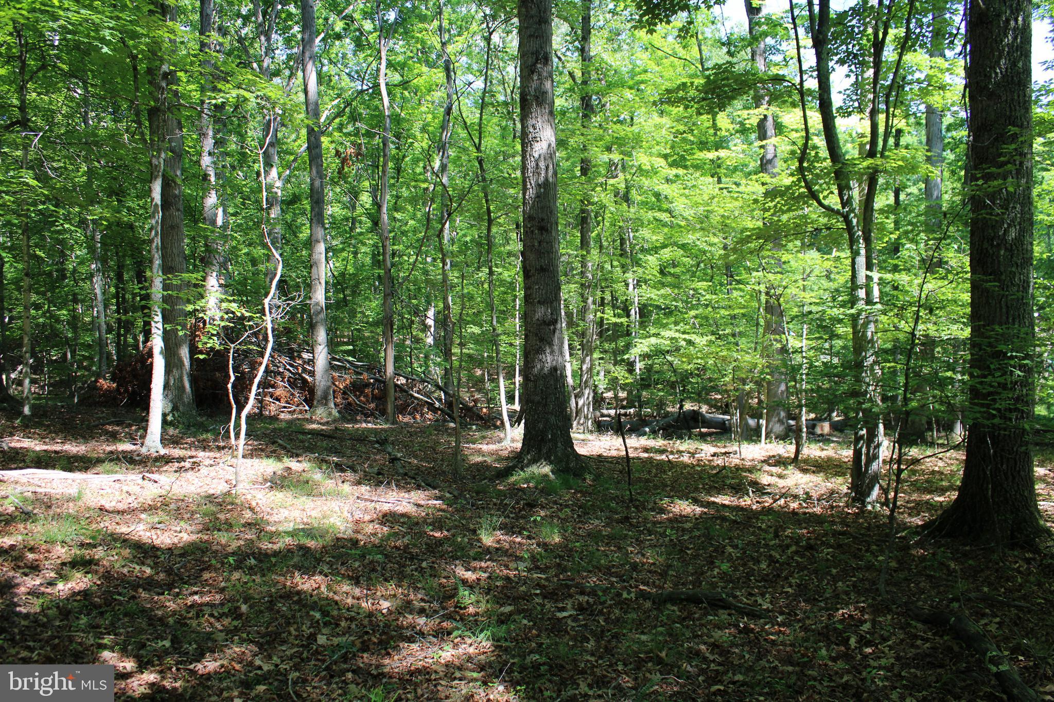 SOUTH POTOMAC FOREST - Land