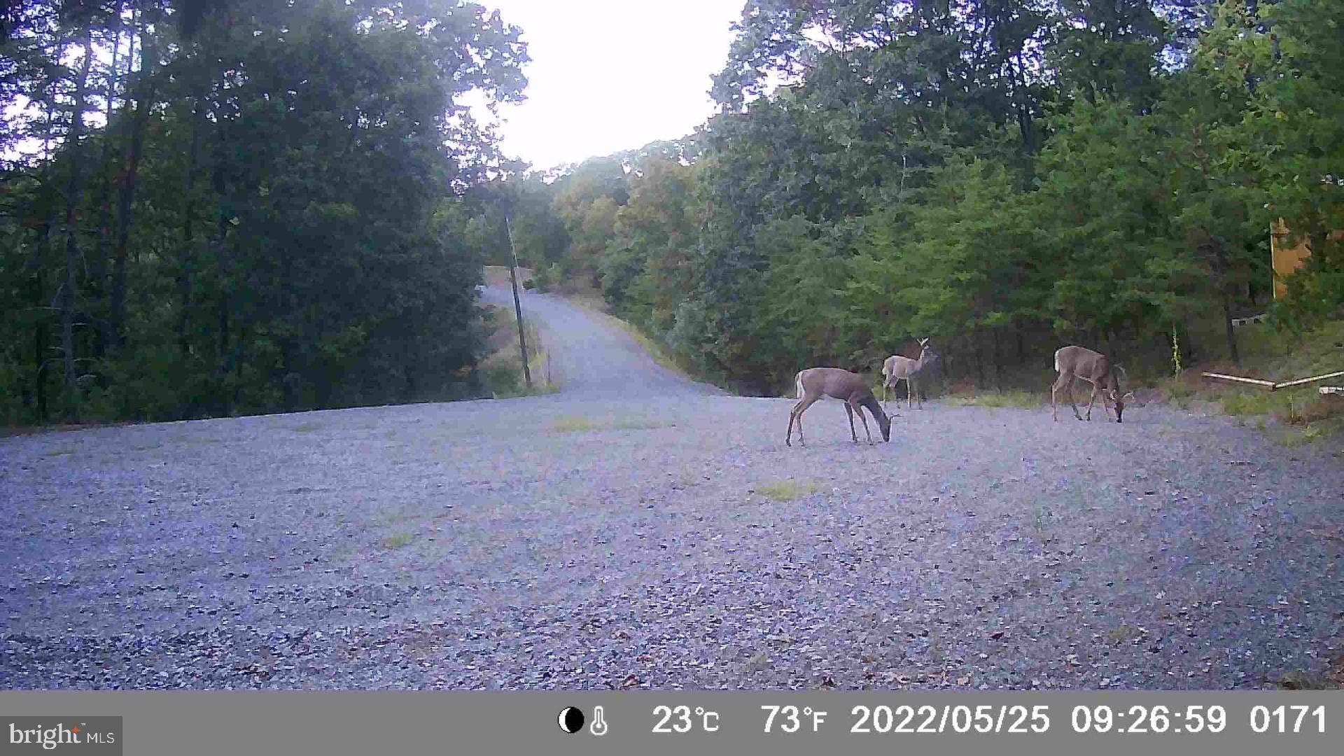 HAMILTON ESTATES - Land