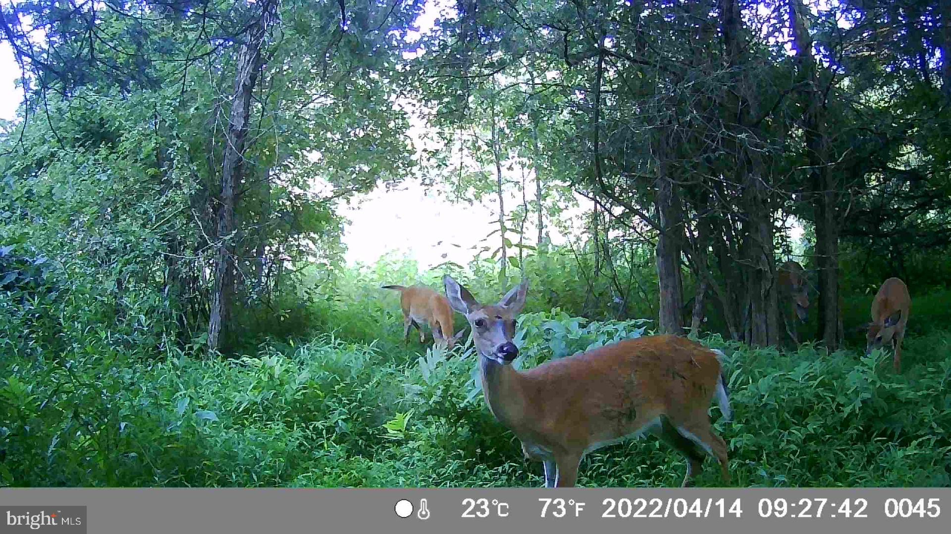 HAMILTON ESTATES - Land