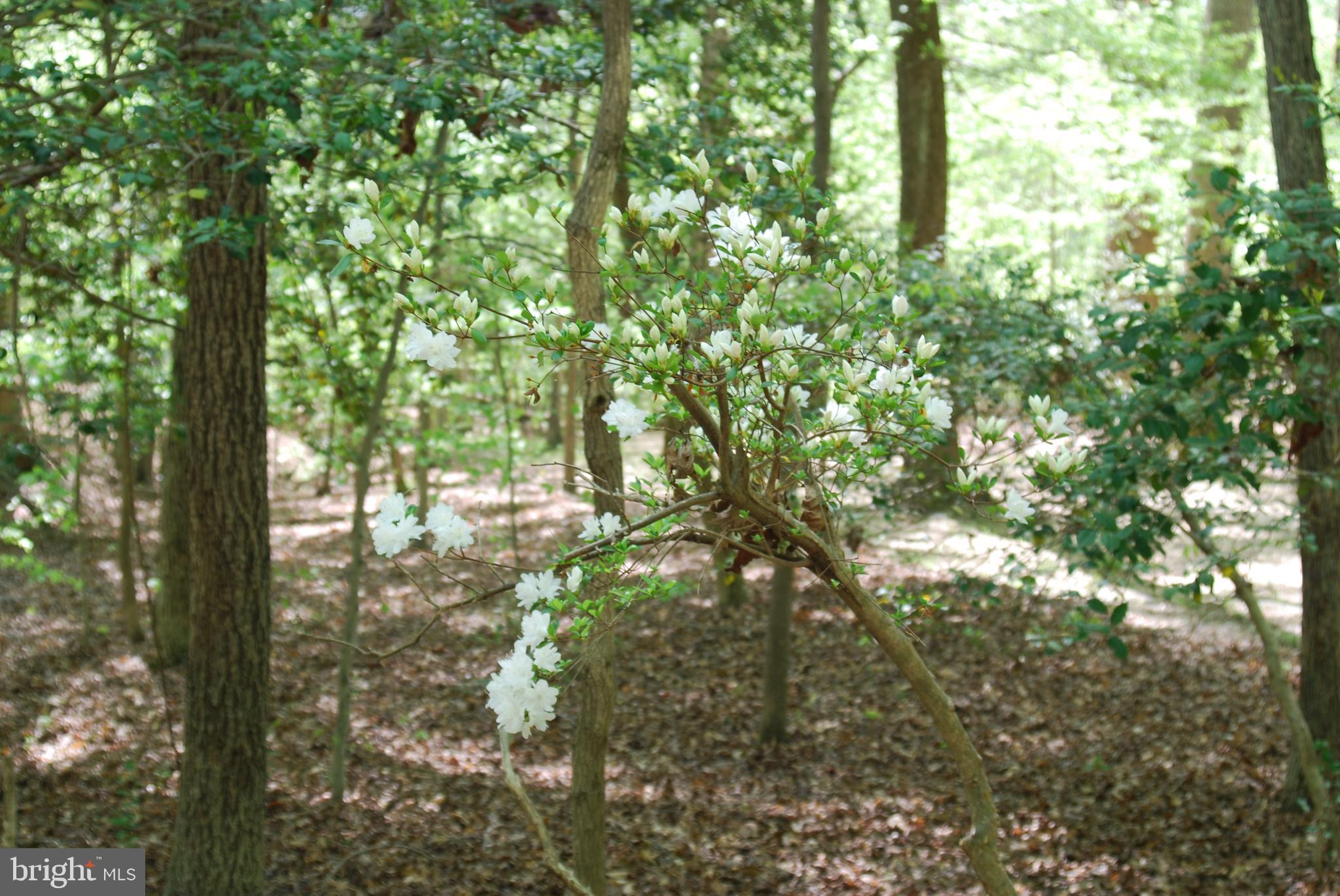 Parcel 45 BRYAN POINT ROAD