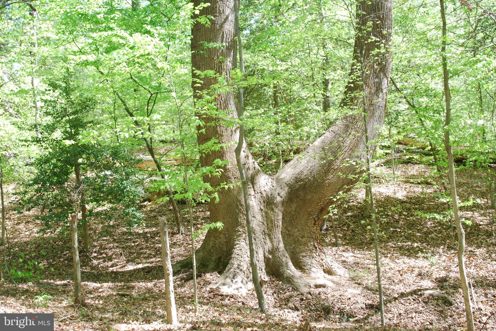 Parcel 45 BRYAN POINT ROAD