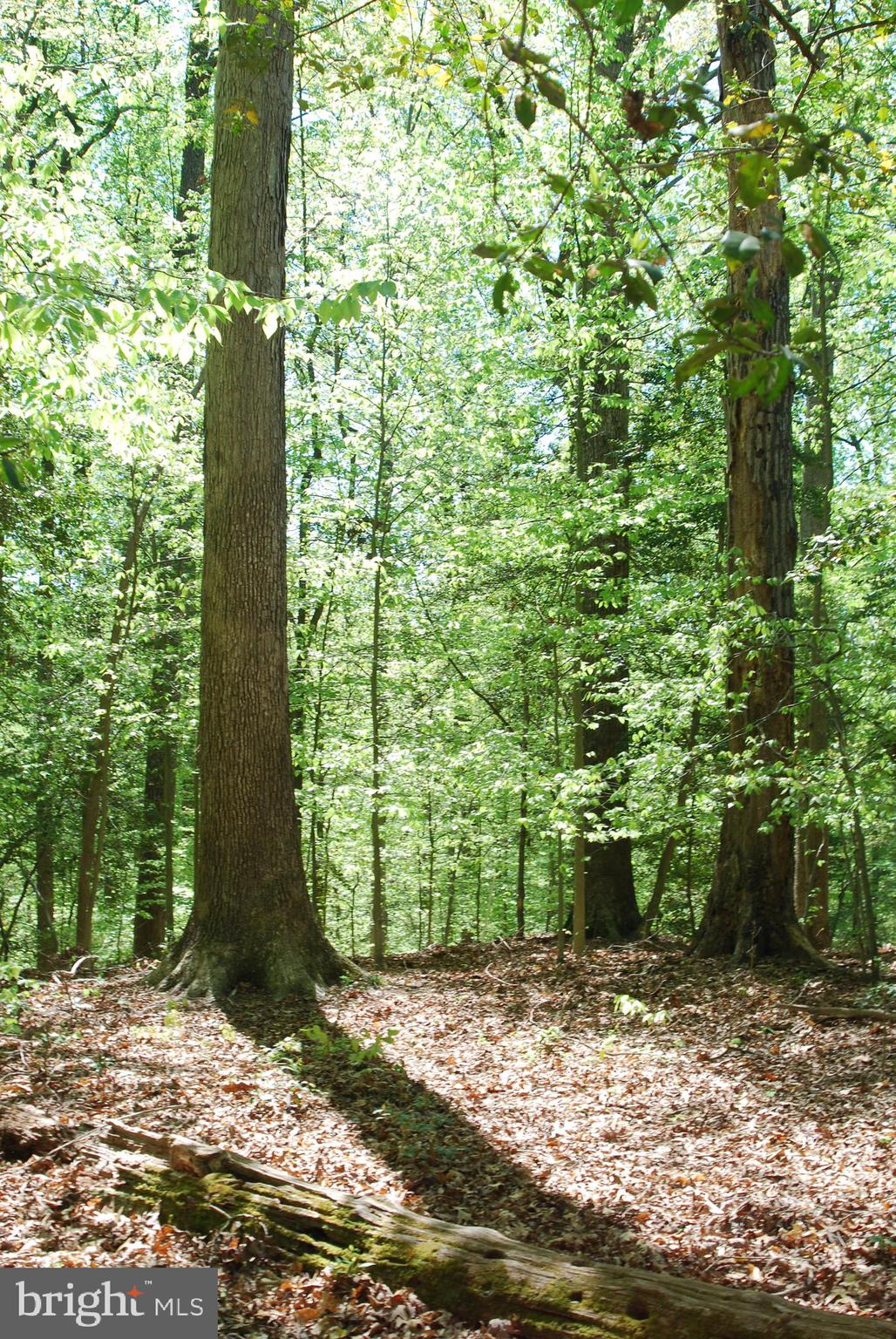 MOYAONE RESERVE - Land