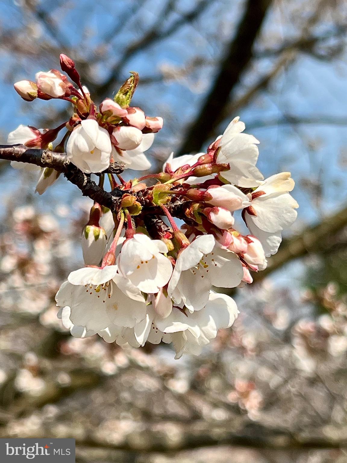 FLEETWOOD FARMS - Residential