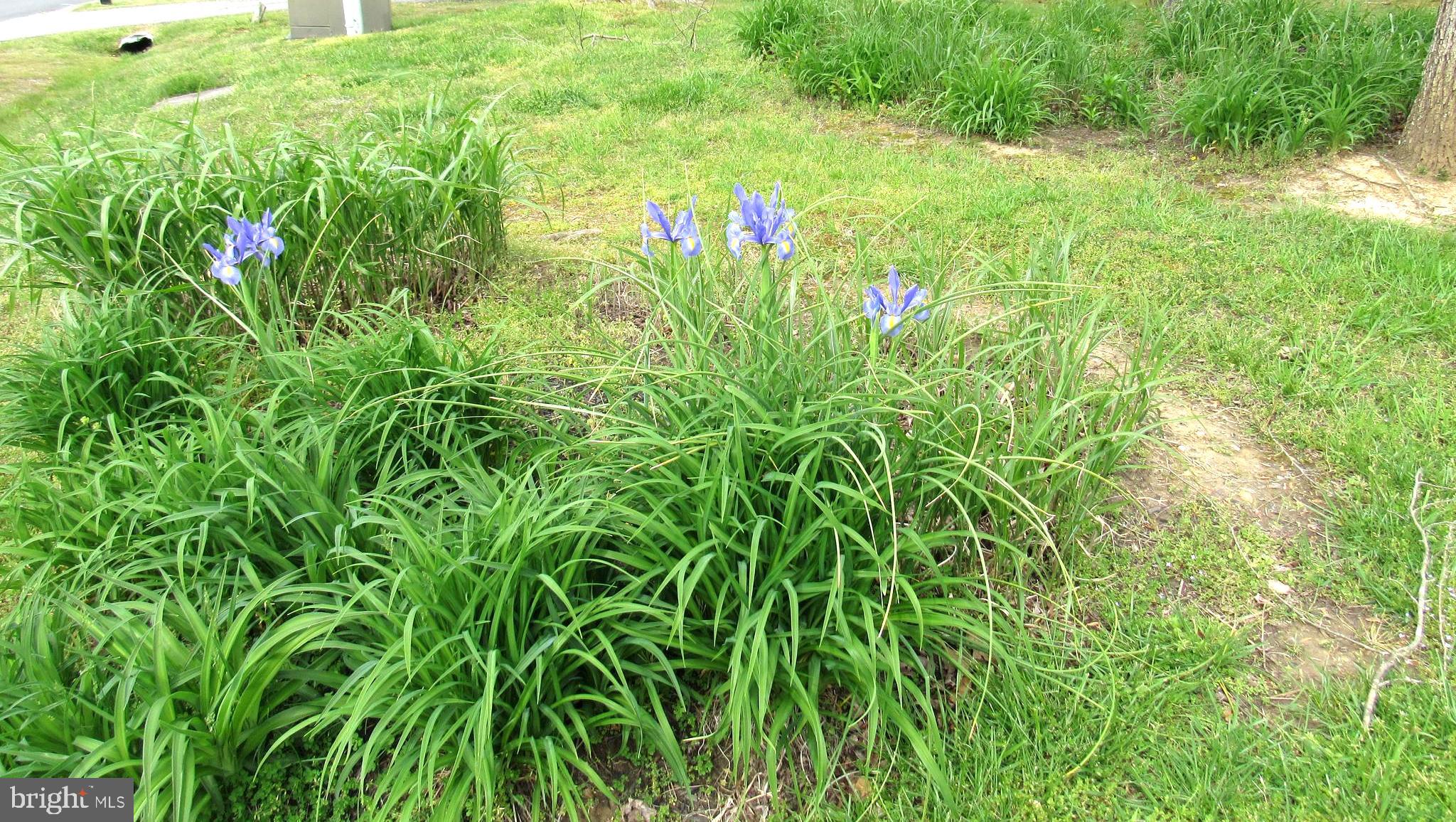 ELLENWOOD - Residential