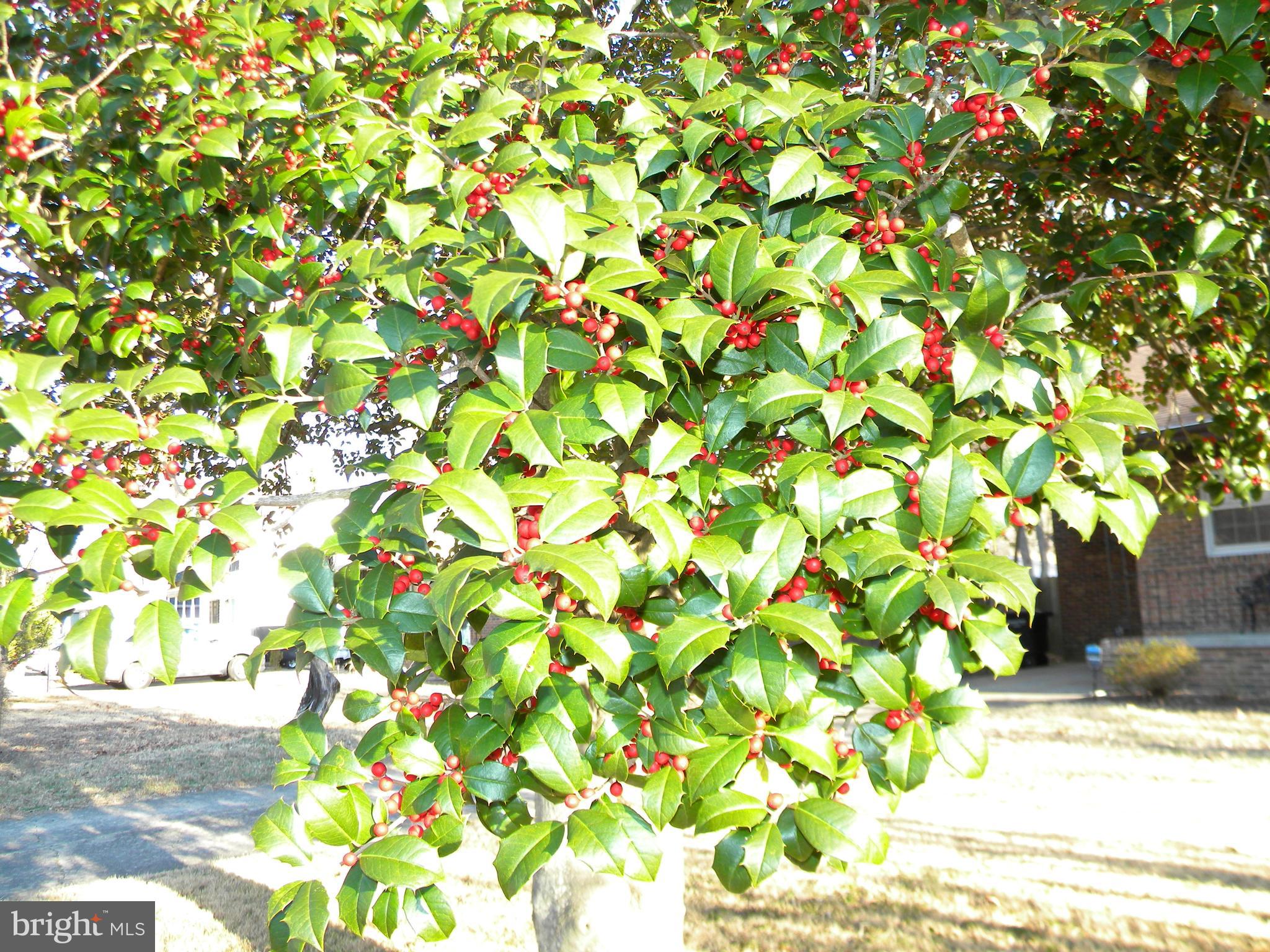 TOWN OF COLONIAL BEACH - Residential