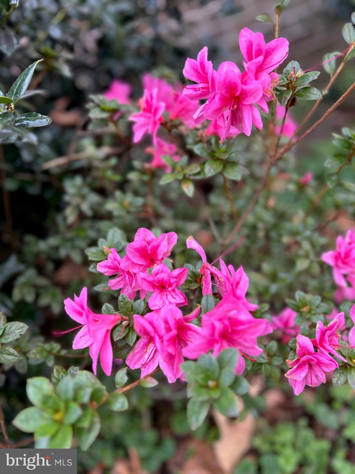 TOWN OF COLONIAL BEACH - Residential