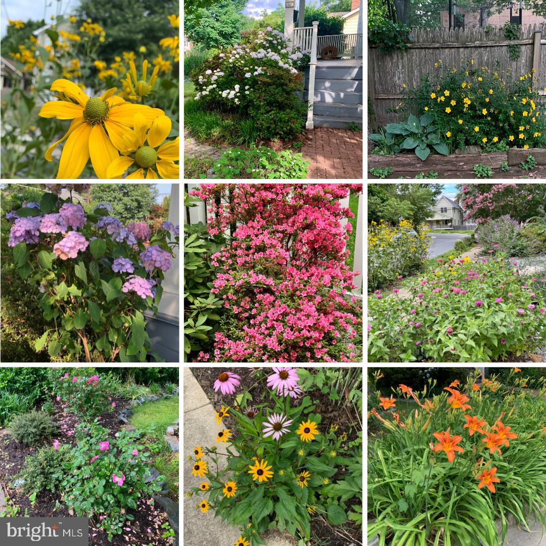 TAKOMA PARK - Residential