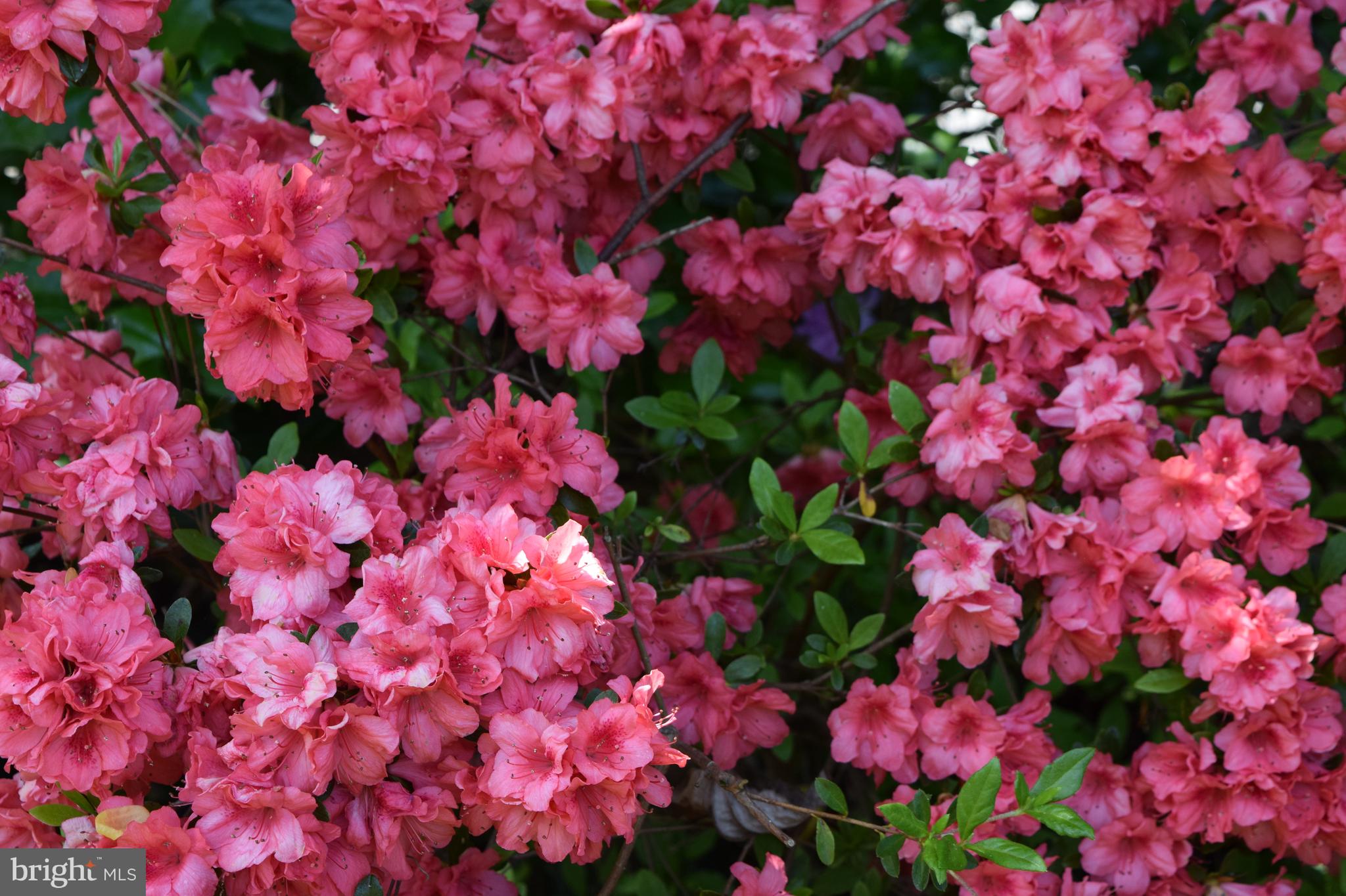 BRADLEY WOODS - Residential