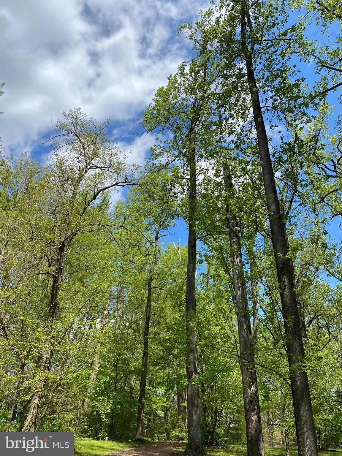 GREAT FOREST - Residential