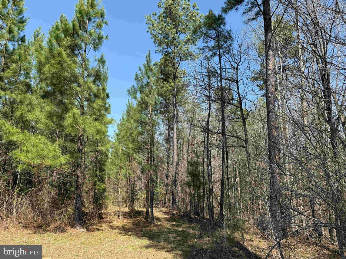 DABNEY HOUSE RD.-(TRACT: PITTSYLVANIA COMPTON-2)