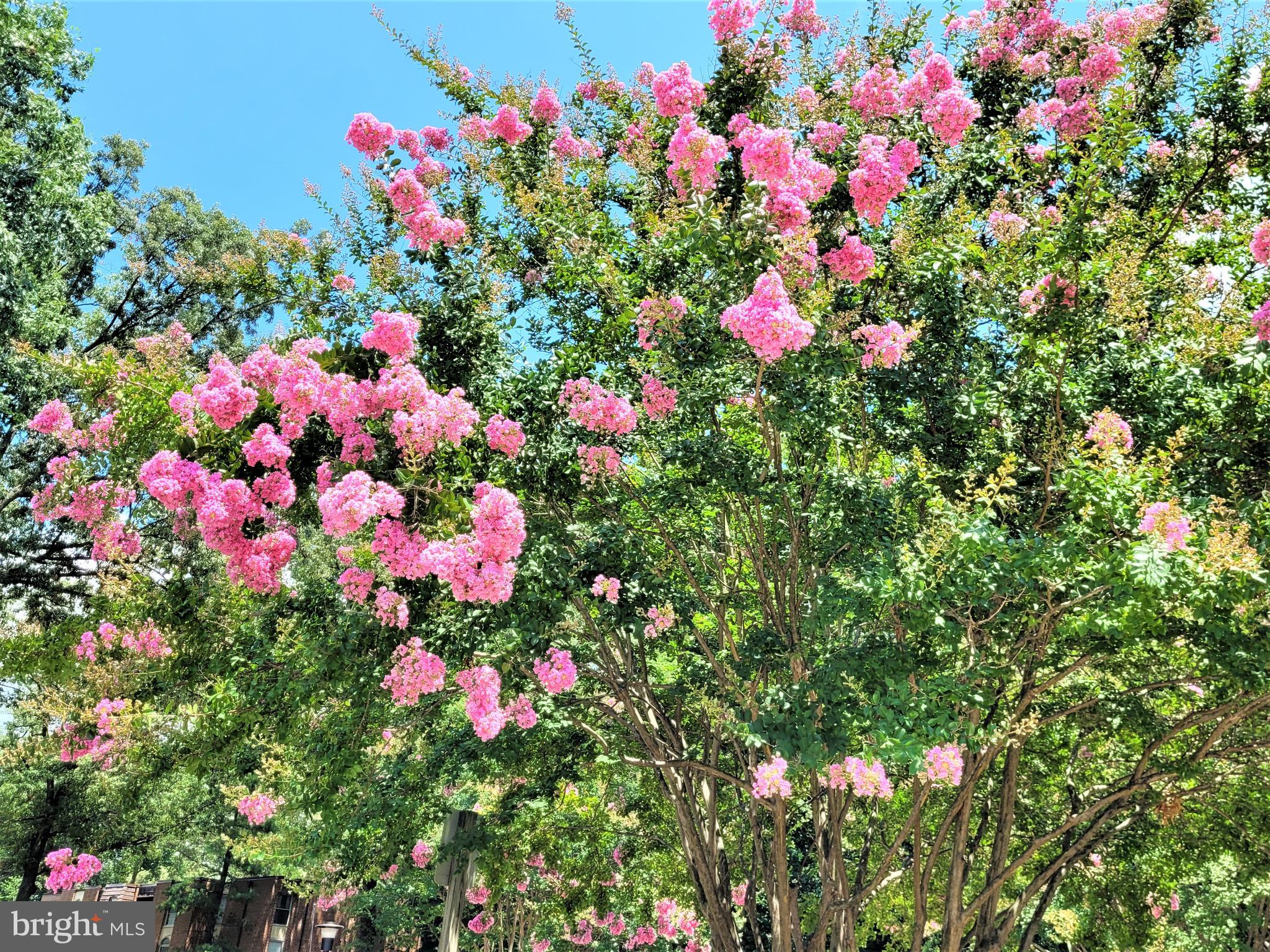 WOODBURN VILLAGE - Residential