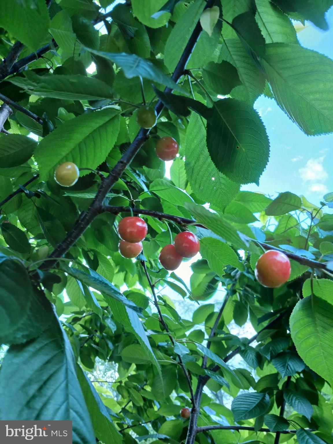 MORGANS RIDGE - Residential