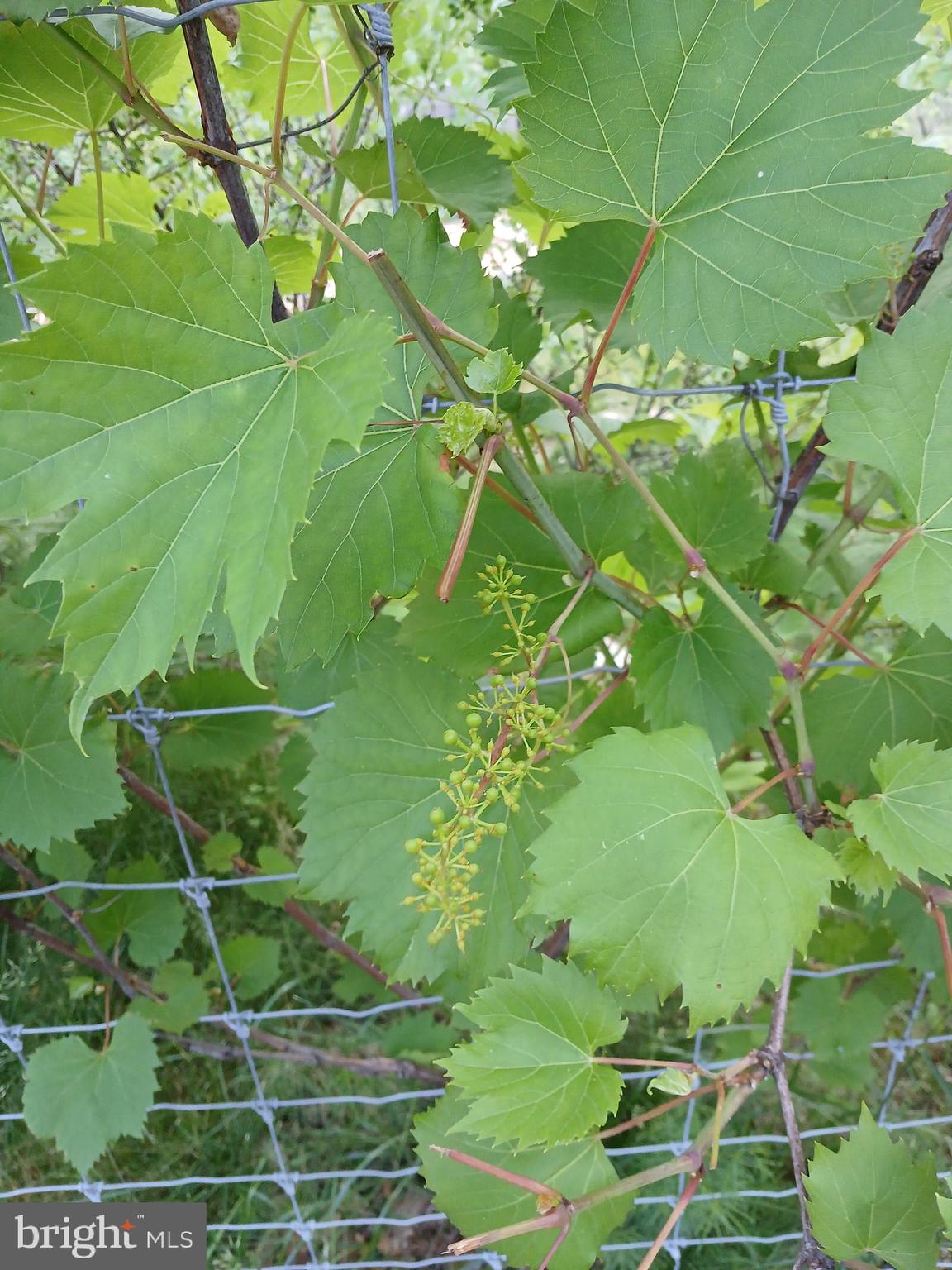 MORGANS RIDGE - Residential