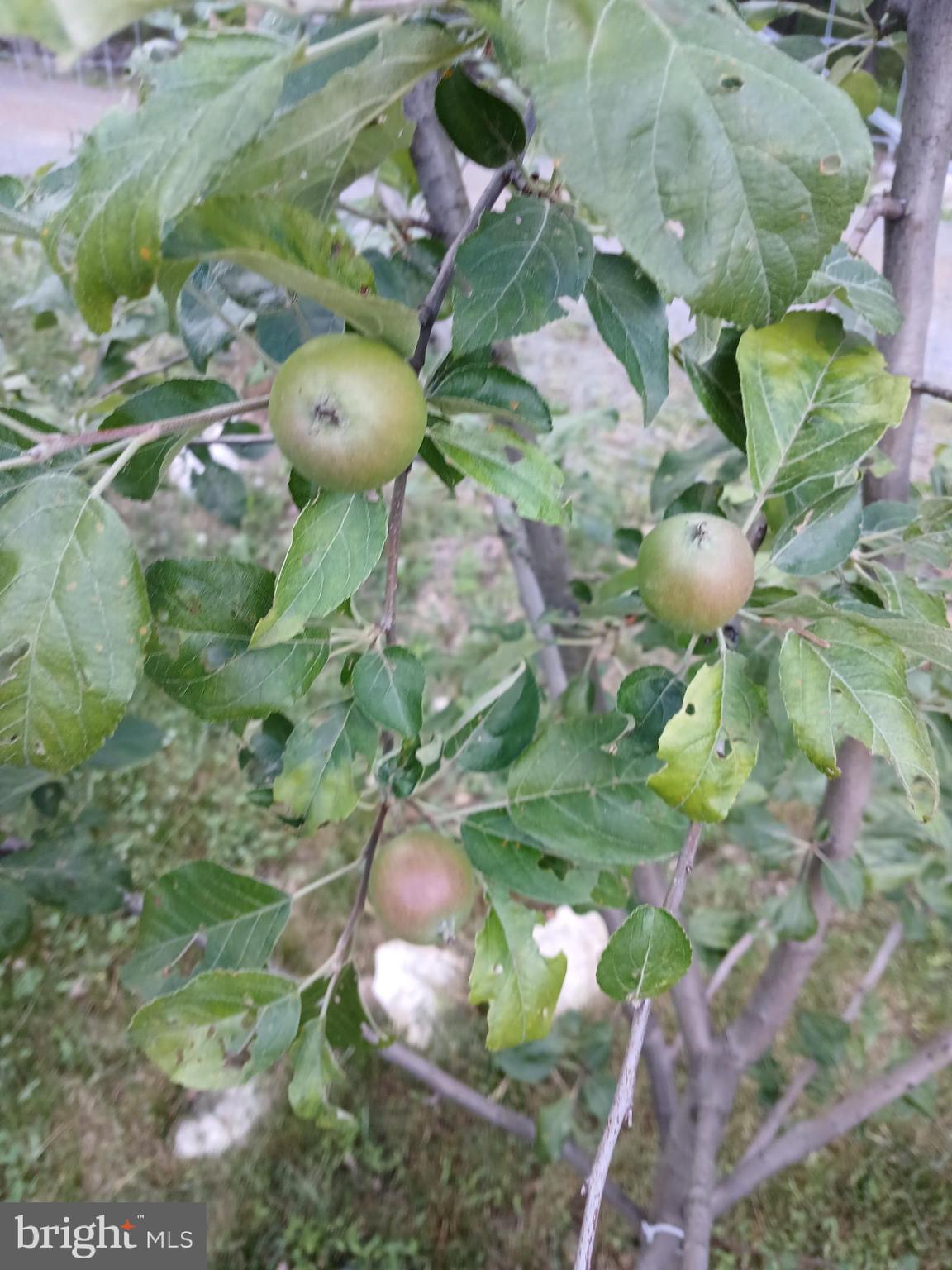 MORGANS RIDGE - Residential