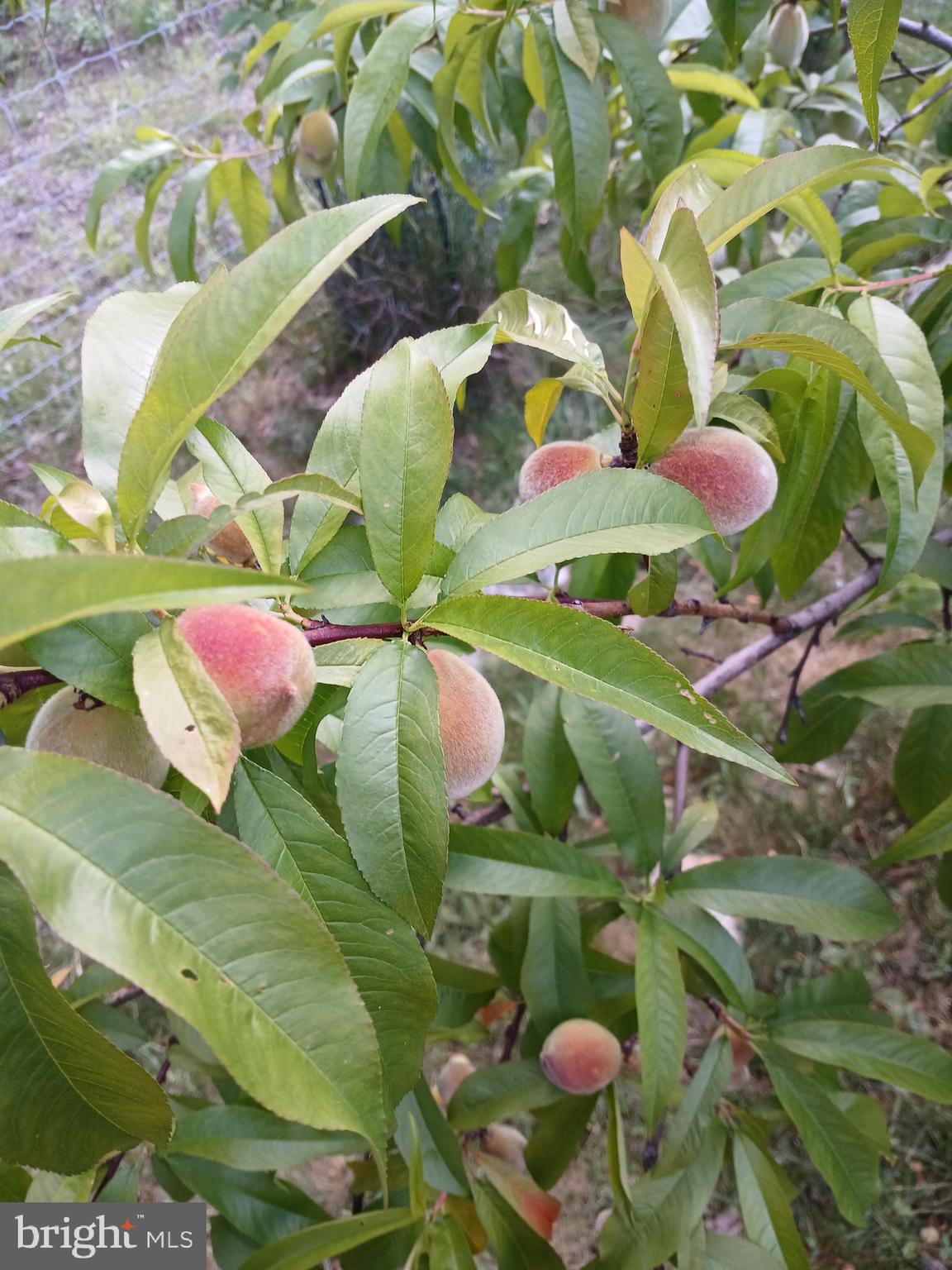 MORGANS RIDGE - Residential