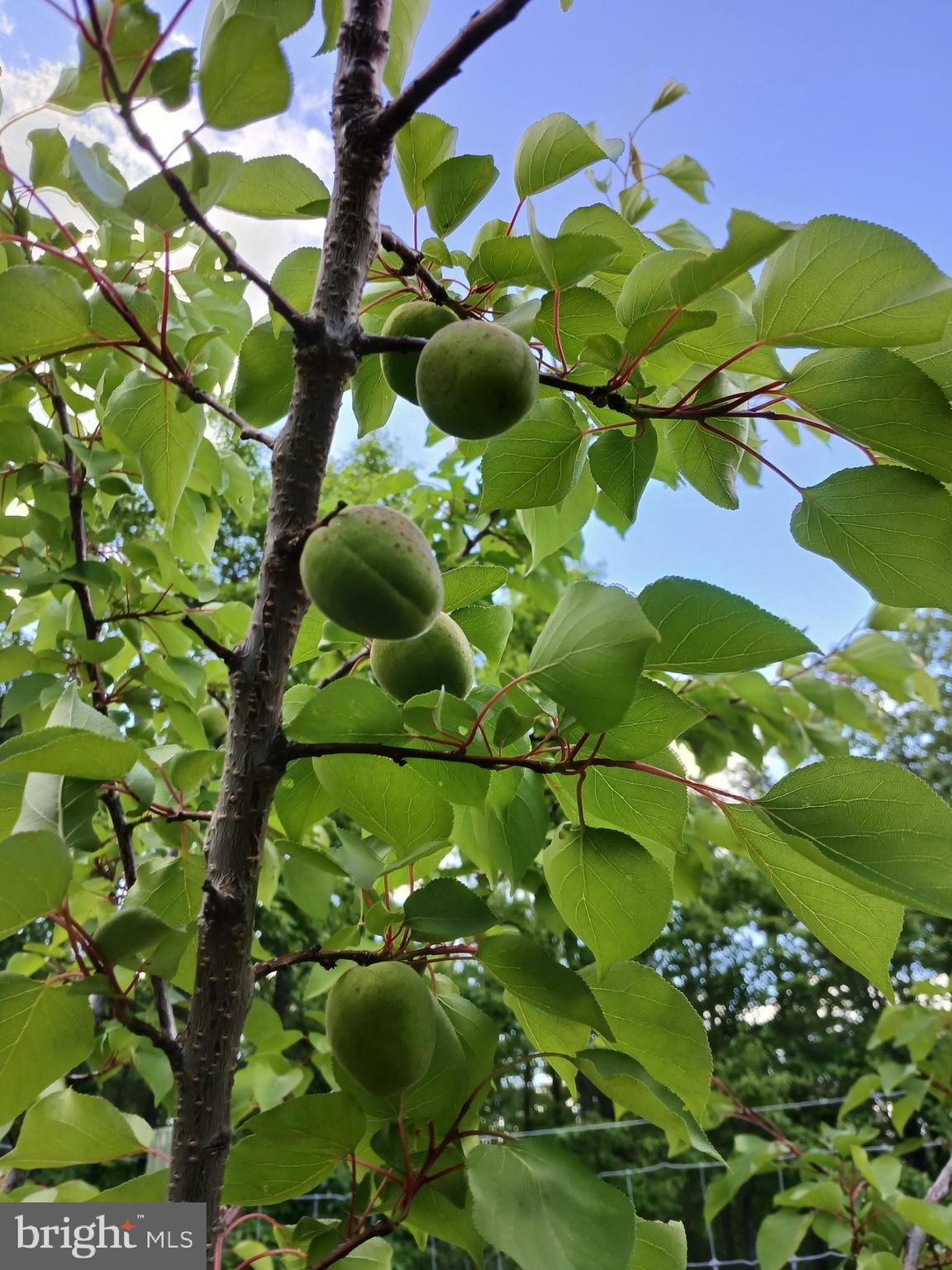MORGANS RIDGE - Residential