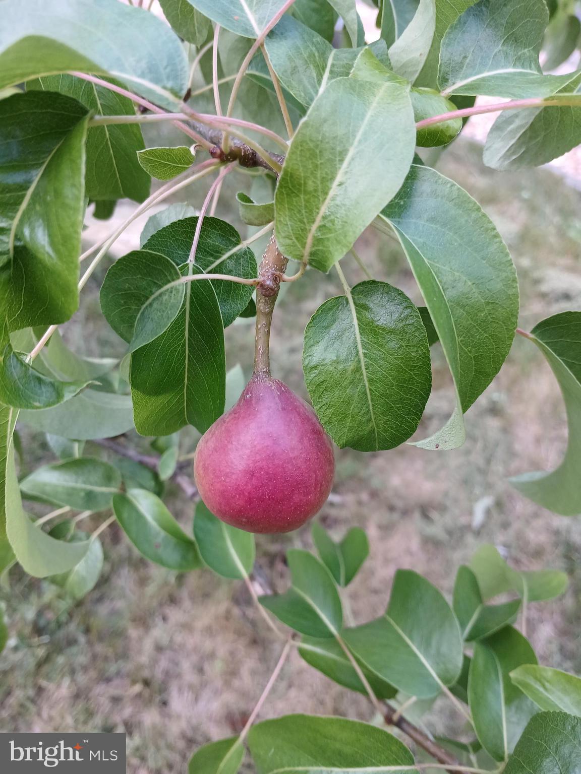 MORGANS RIDGE - Residential