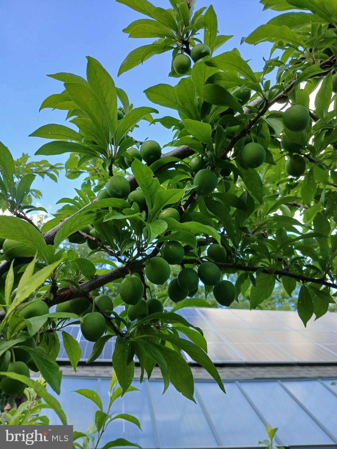 MORGANS RIDGE - Residential