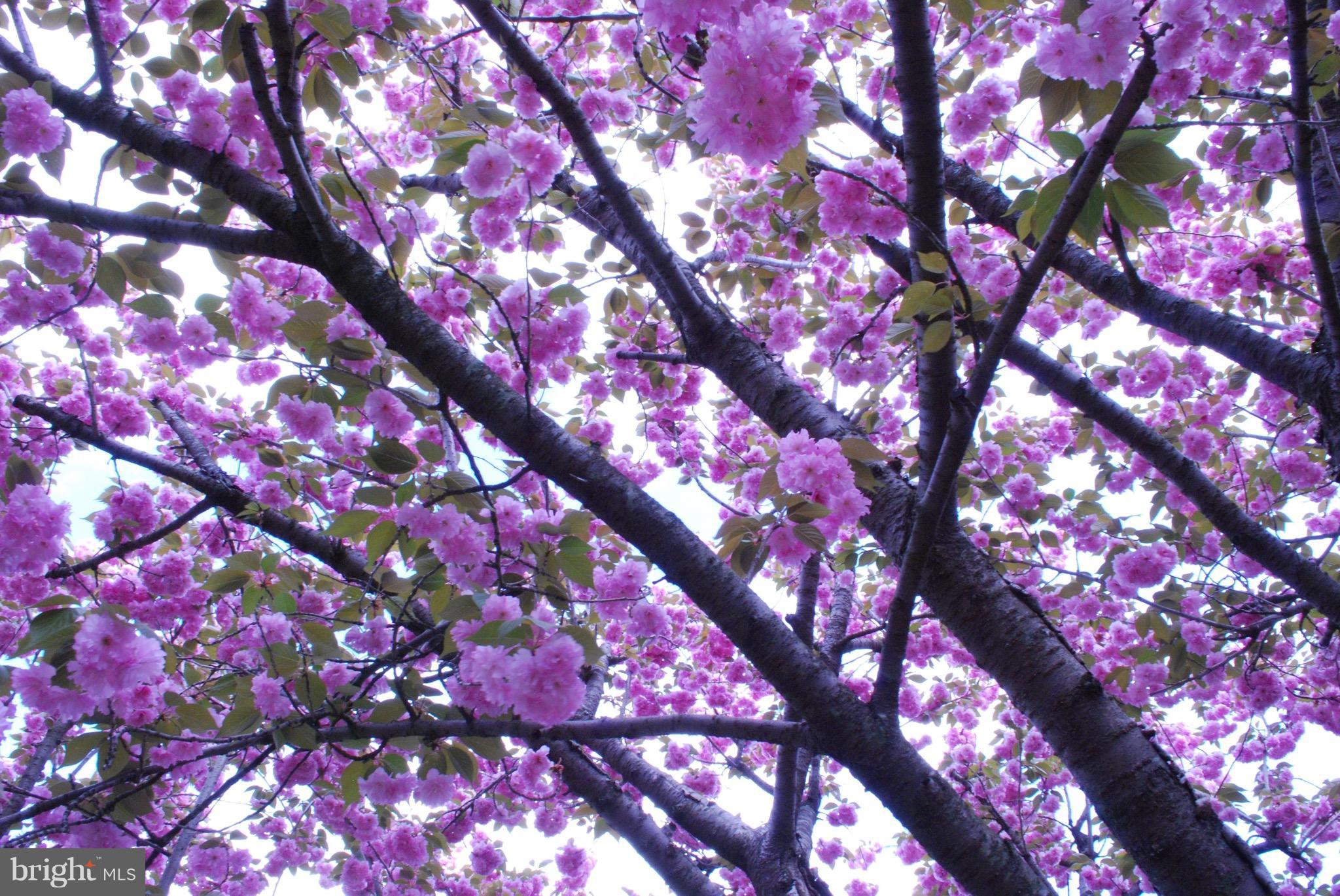 EAST FALLS CHURCH - Residential