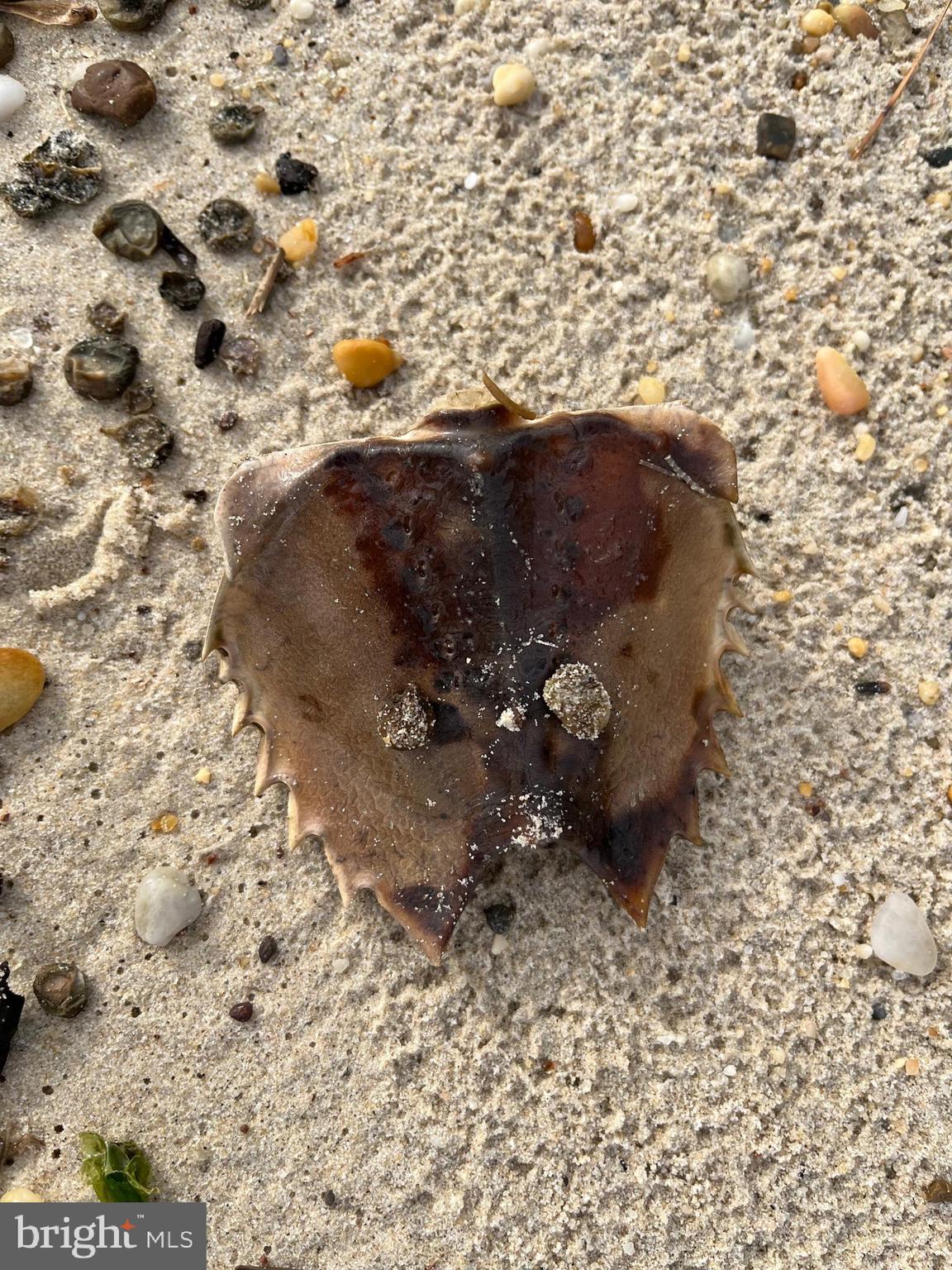 HAYS BEACH - Residential