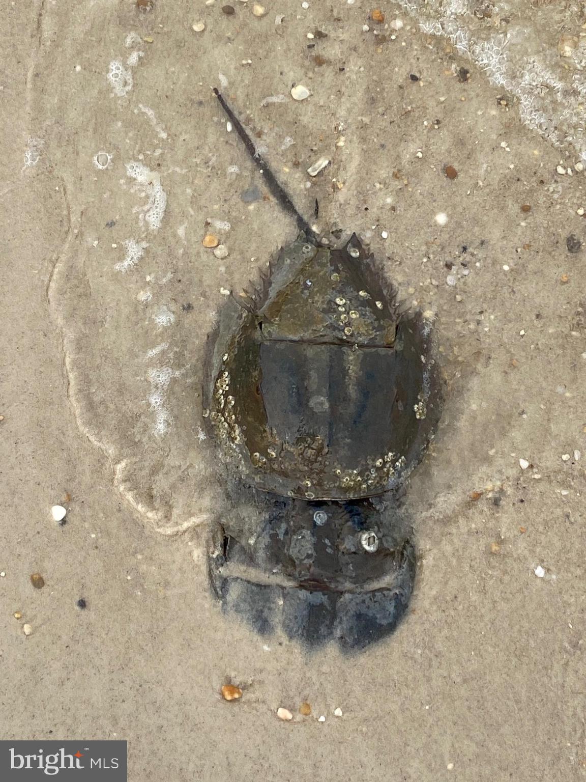 HAYS BEACH - Residential