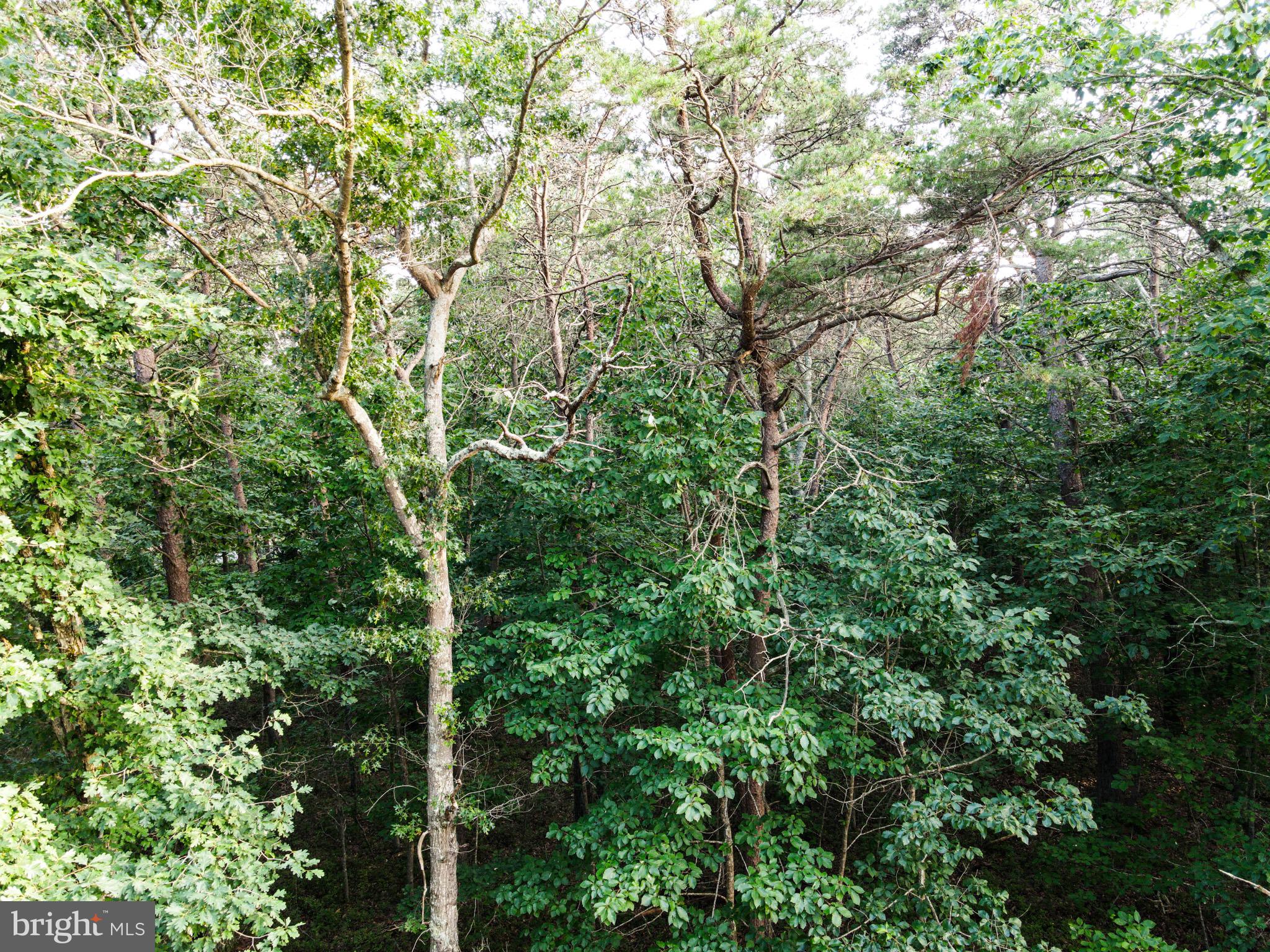 CARPENTER AVENUE