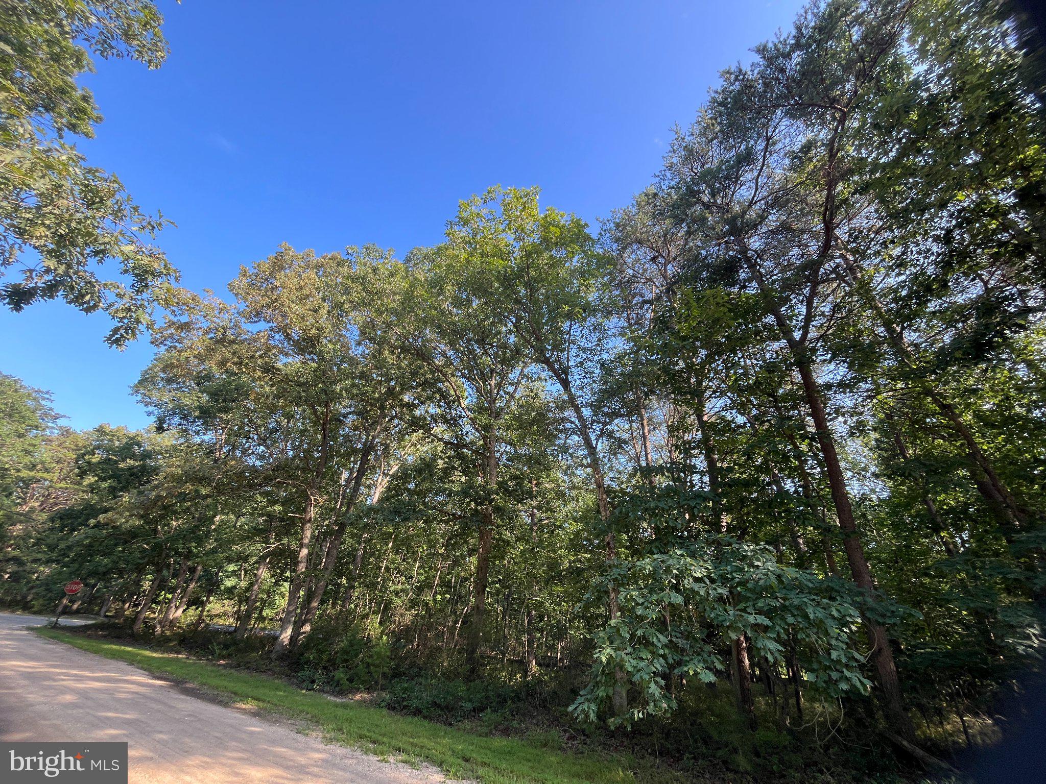 CARPENTER AVENUE
