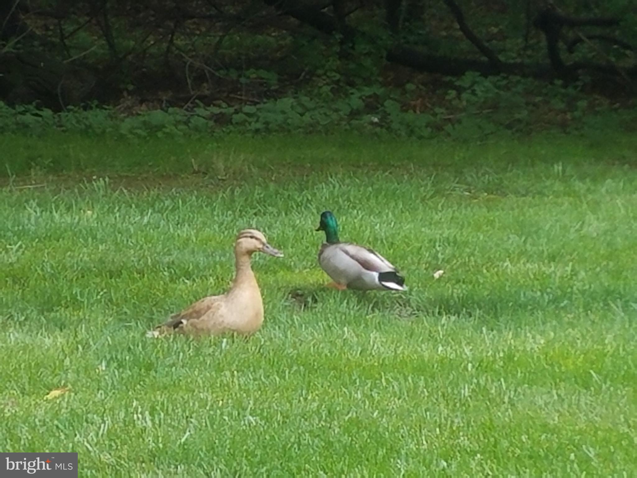 LINDENFIELD - Residential