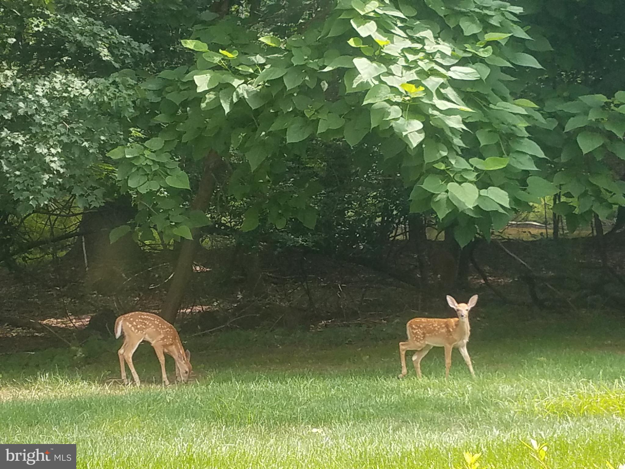 LINDENFIELD - Residential