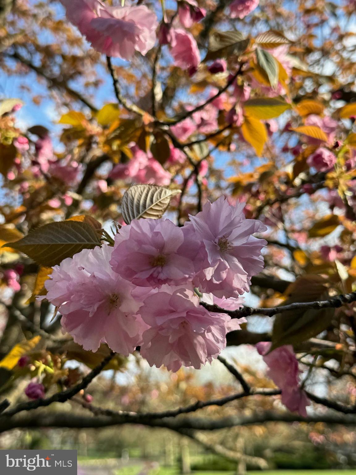 BUCKINGHAM CHASE - Residential
