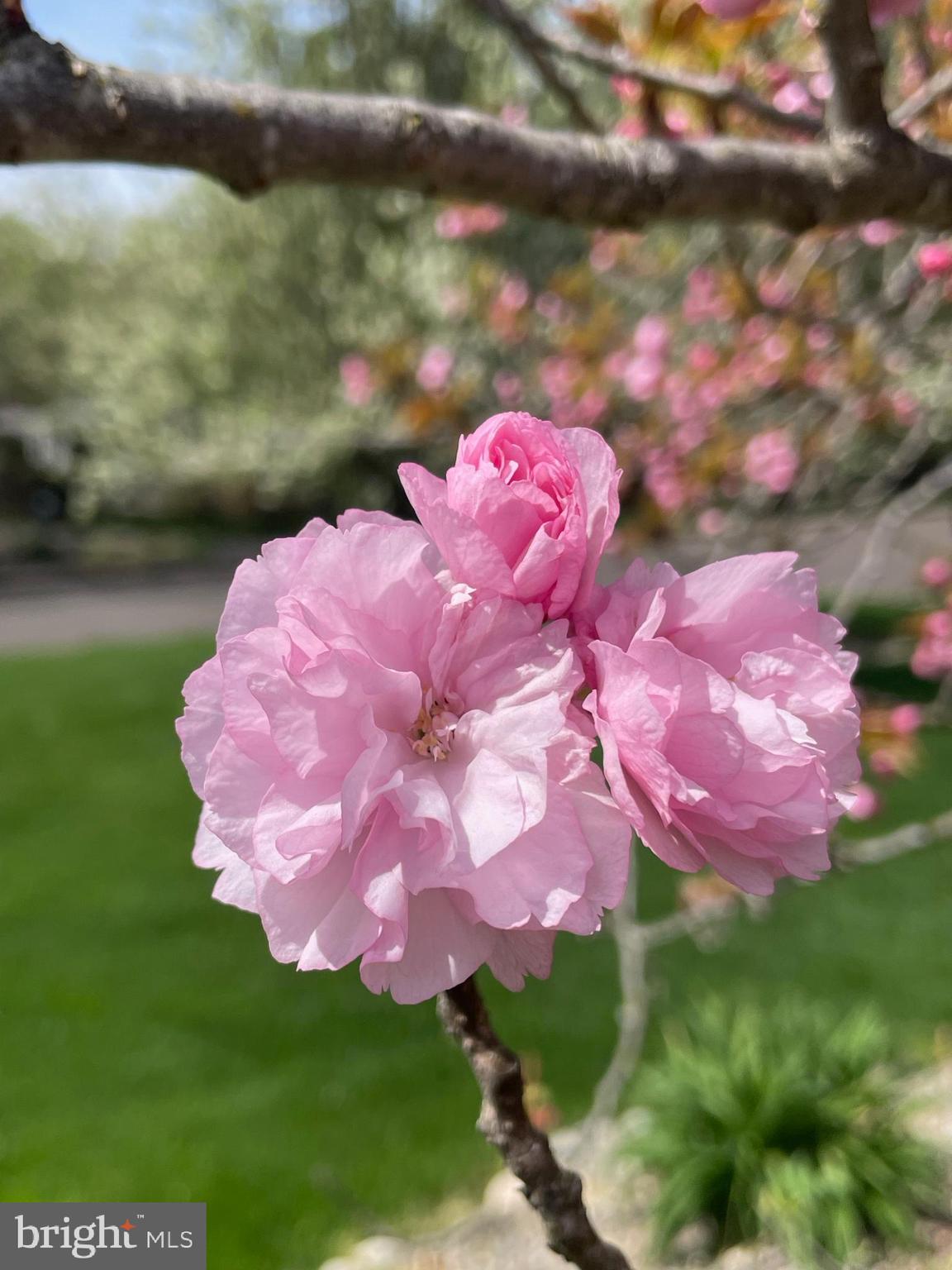 BUCKINGHAM CHASE - Residential