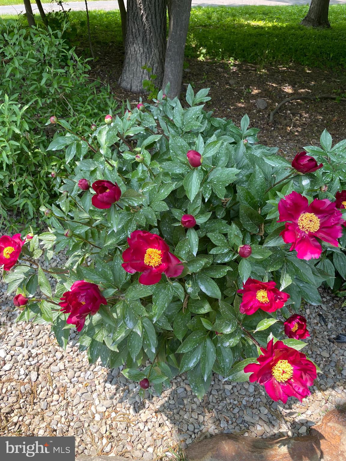 BUCKINGHAM CHASE - Residential