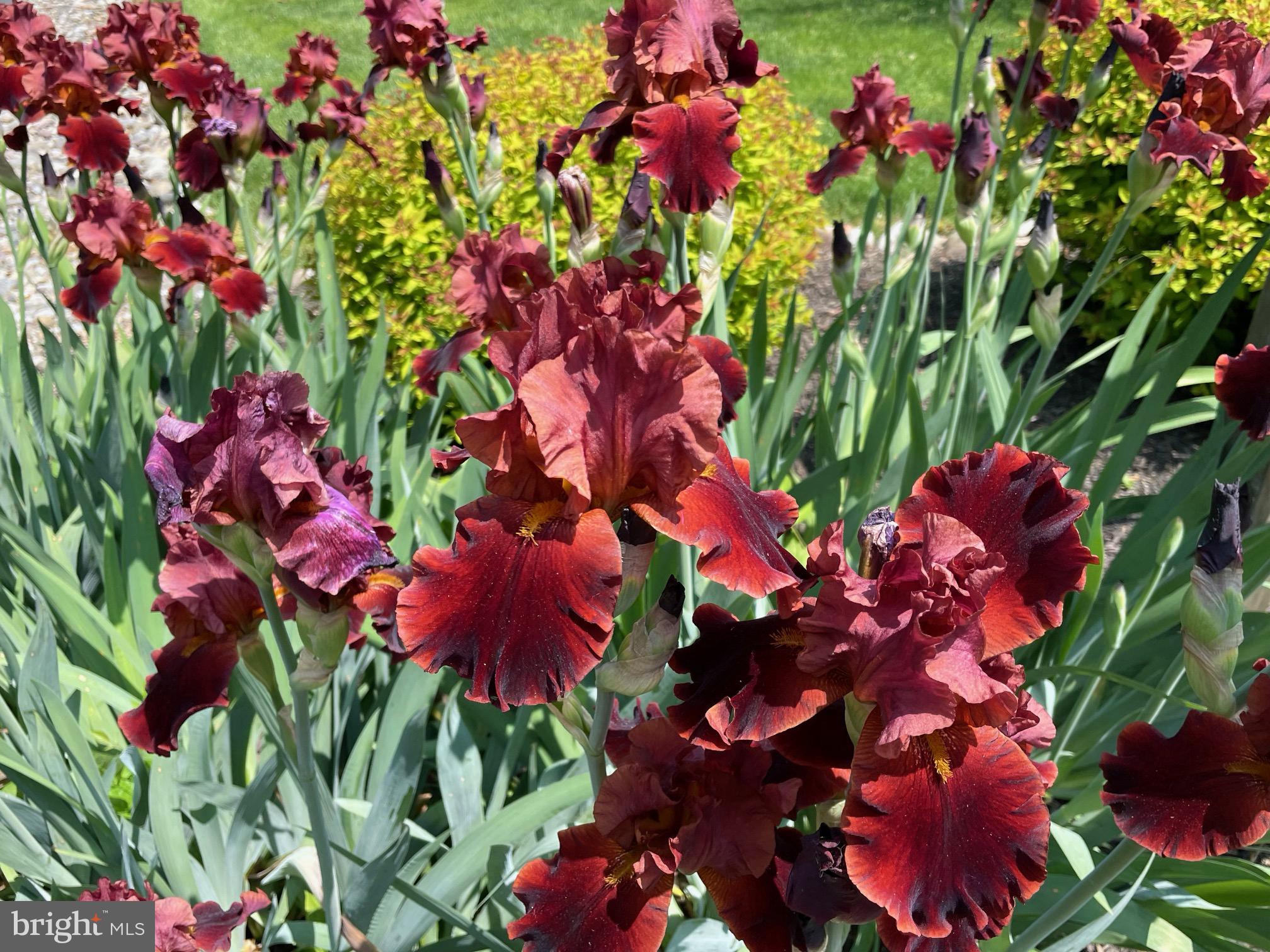 BUCKINGHAM CHASE - Residential