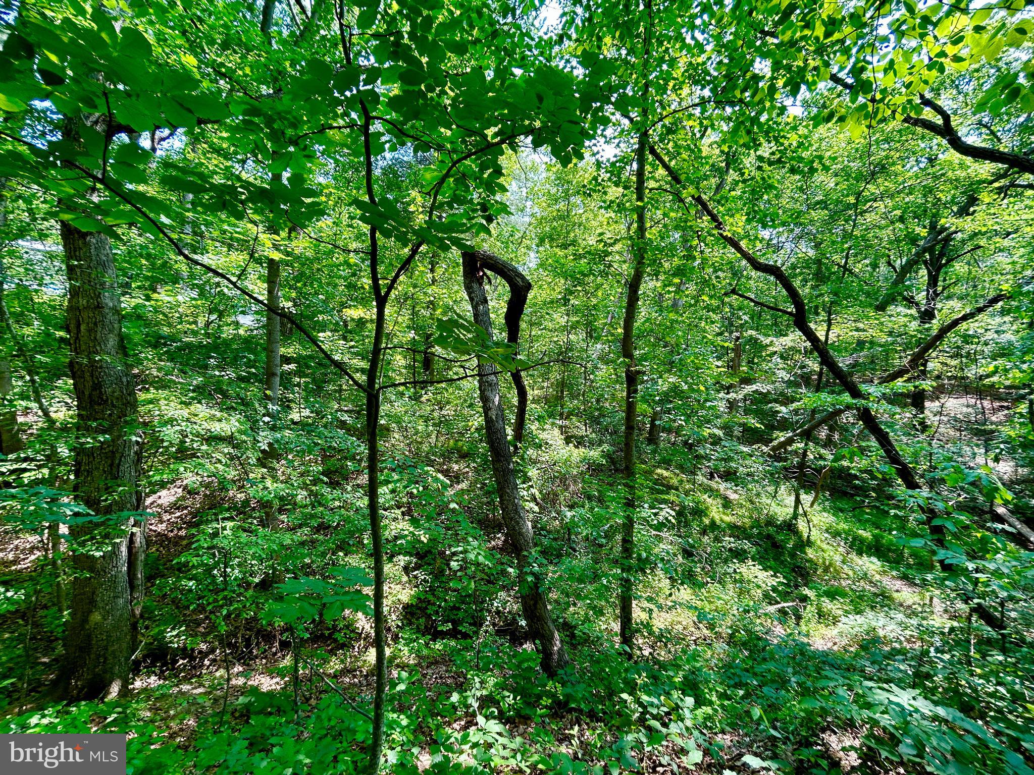 GLENWOOD FOREST - Land