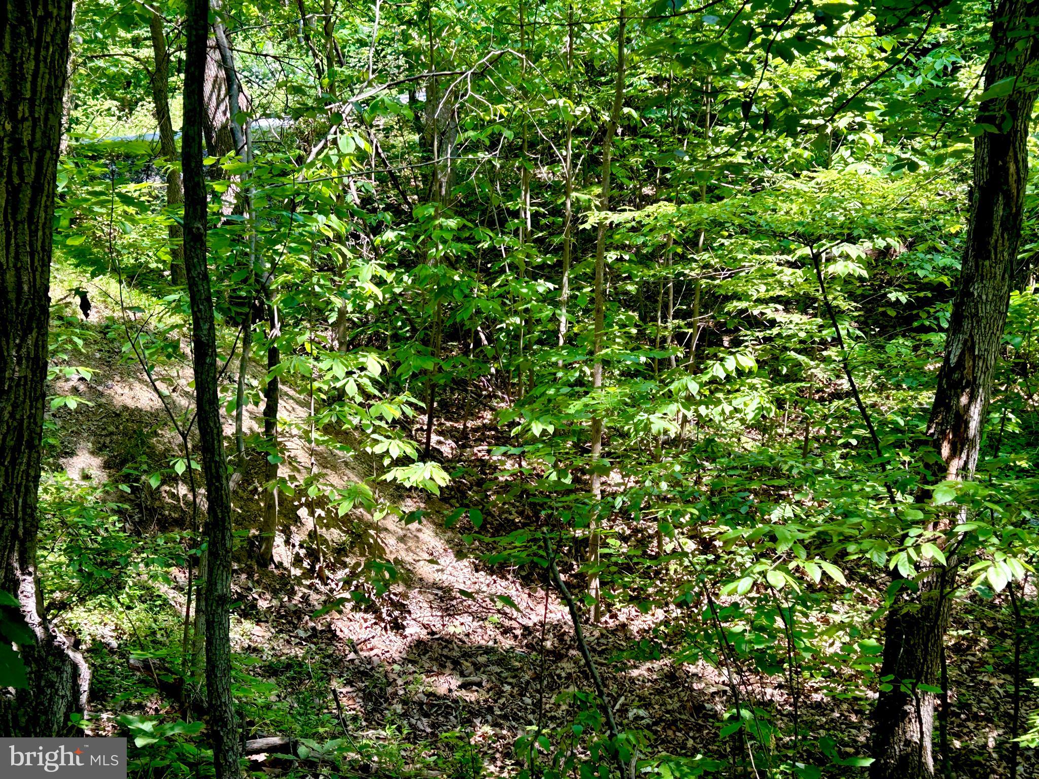 GLENWOOD FOREST - Land