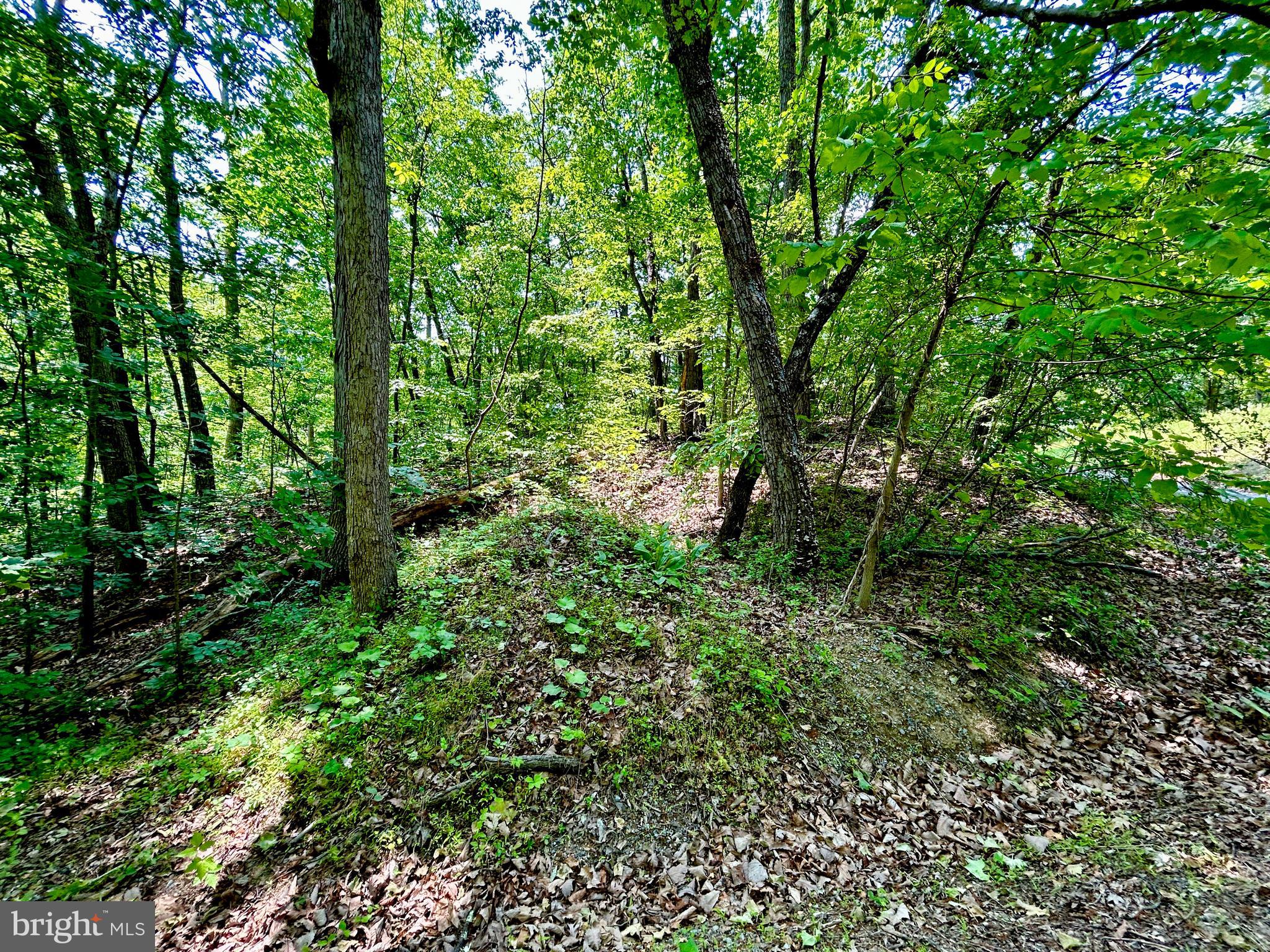 GLENWOOD FOREST - Land