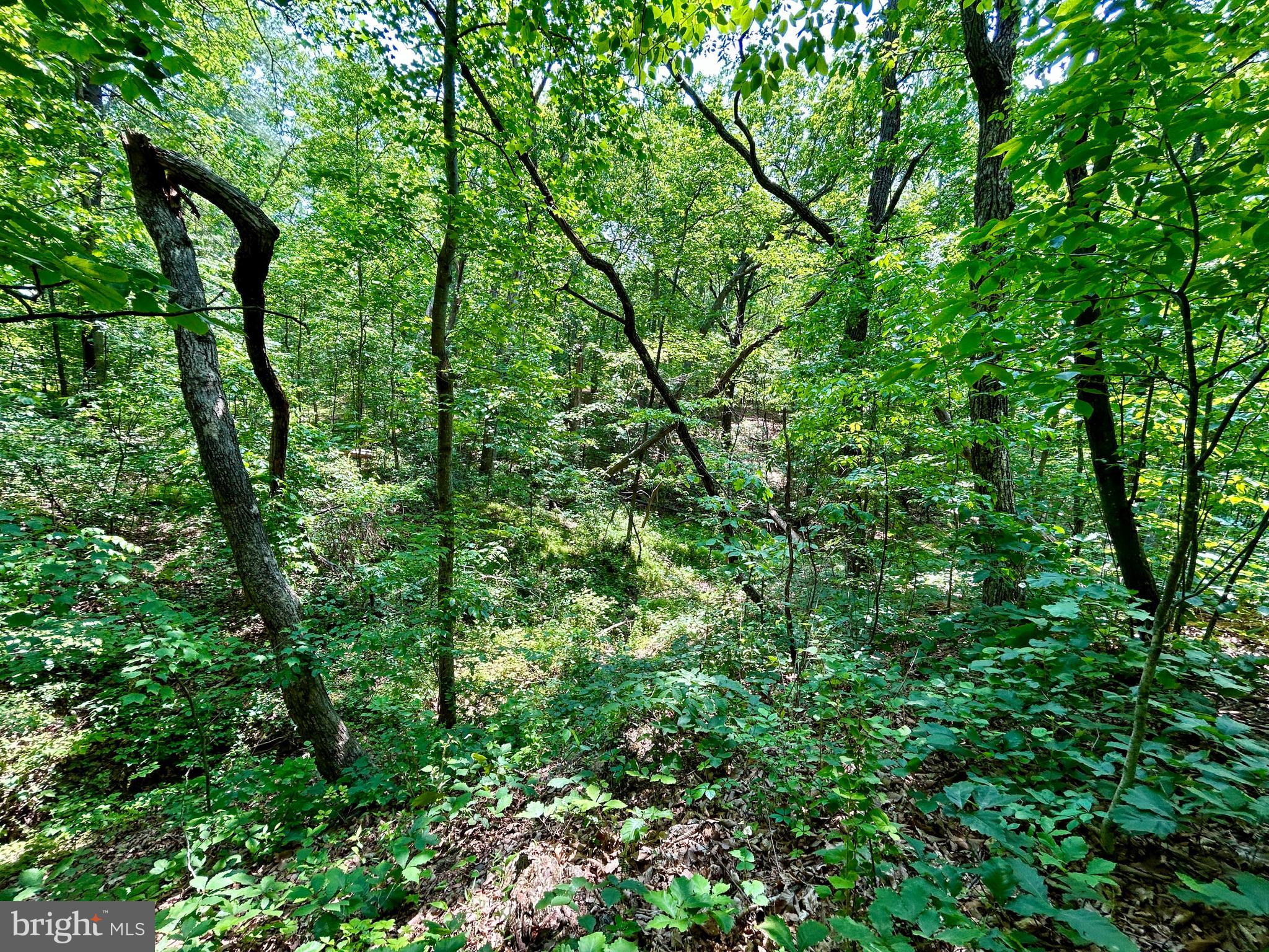 GLENWOOD FOREST - Land