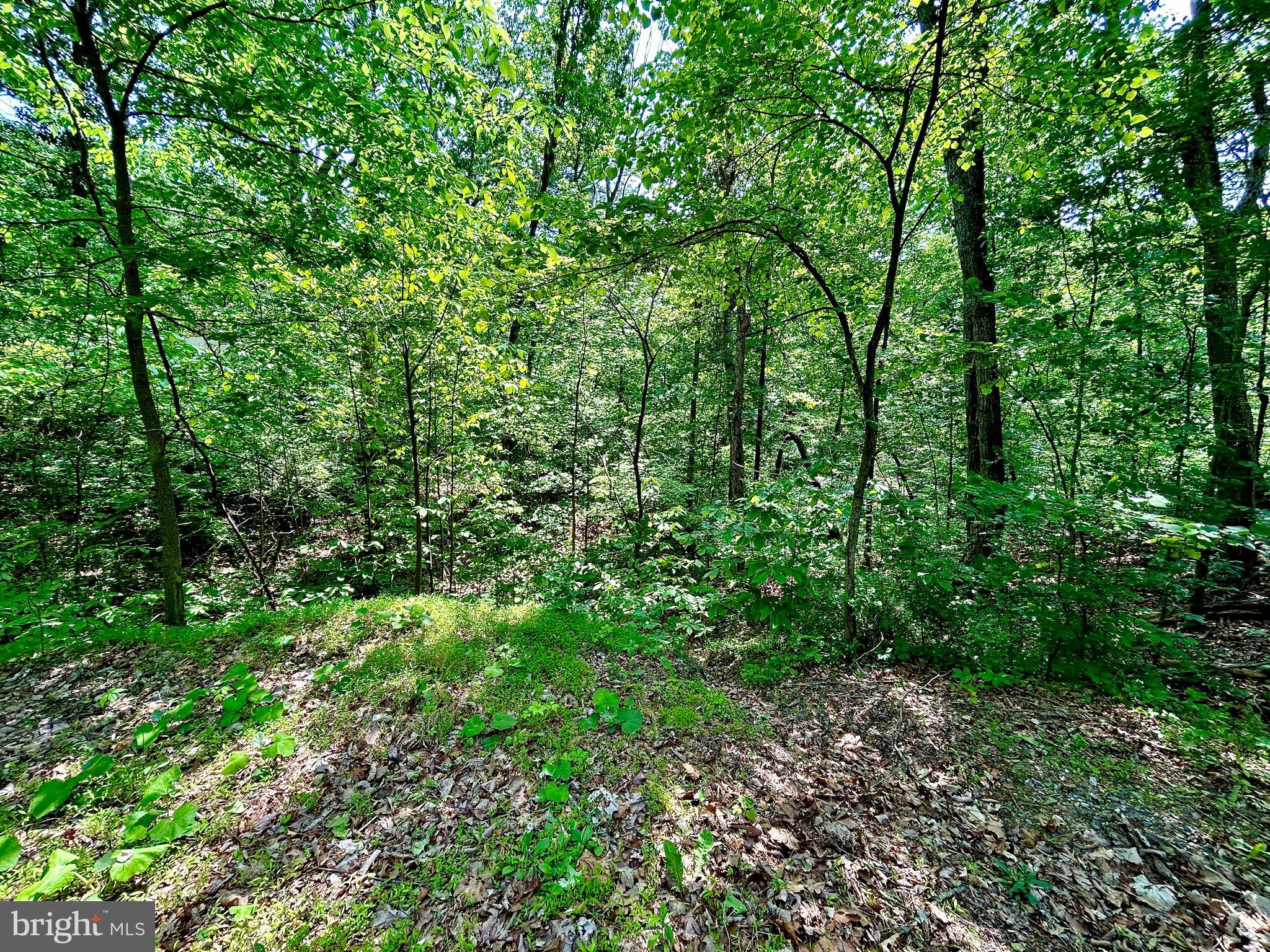 GLENWOOD FOREST - Land