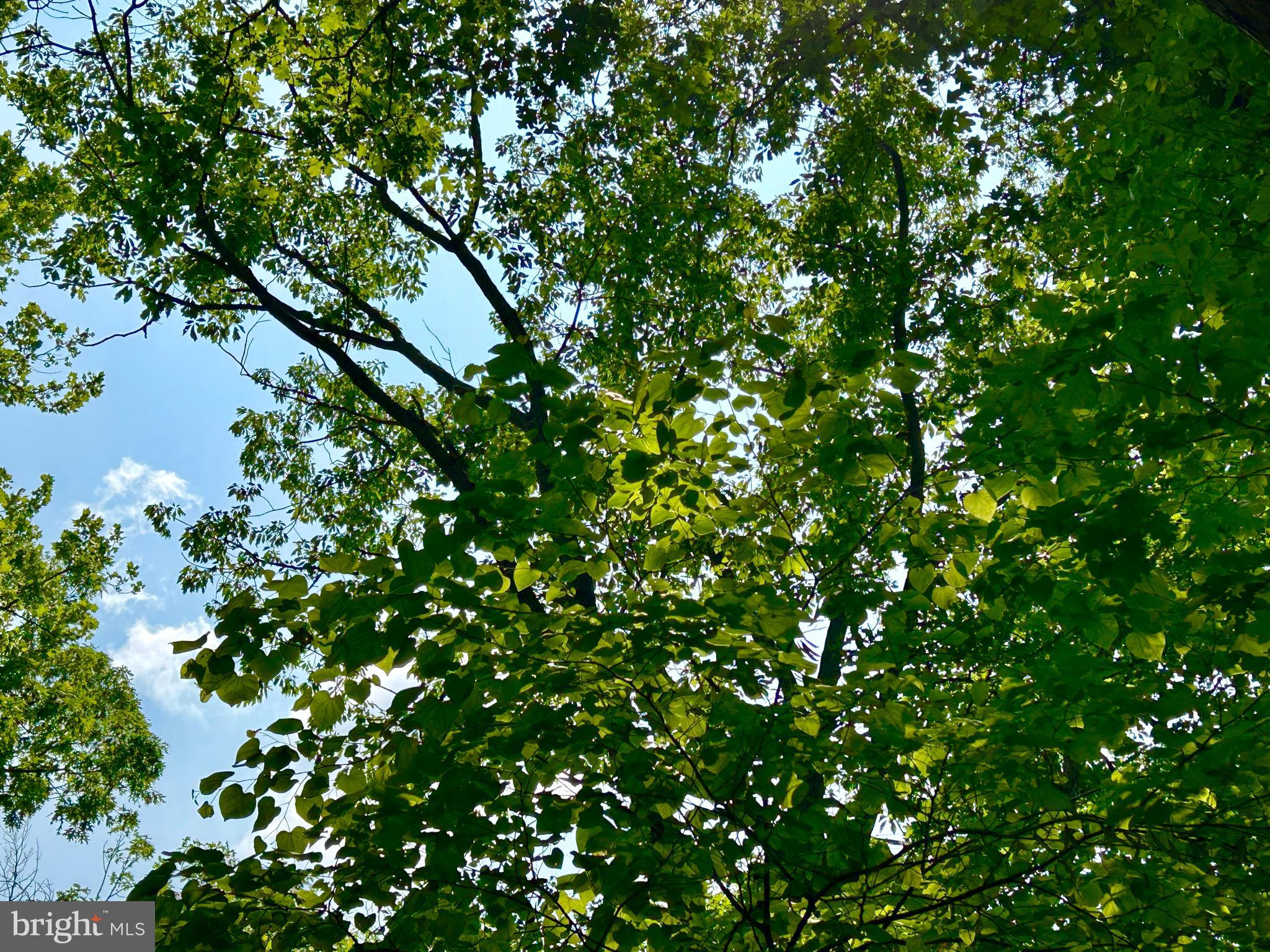 GLENWOOD FOREST - Land