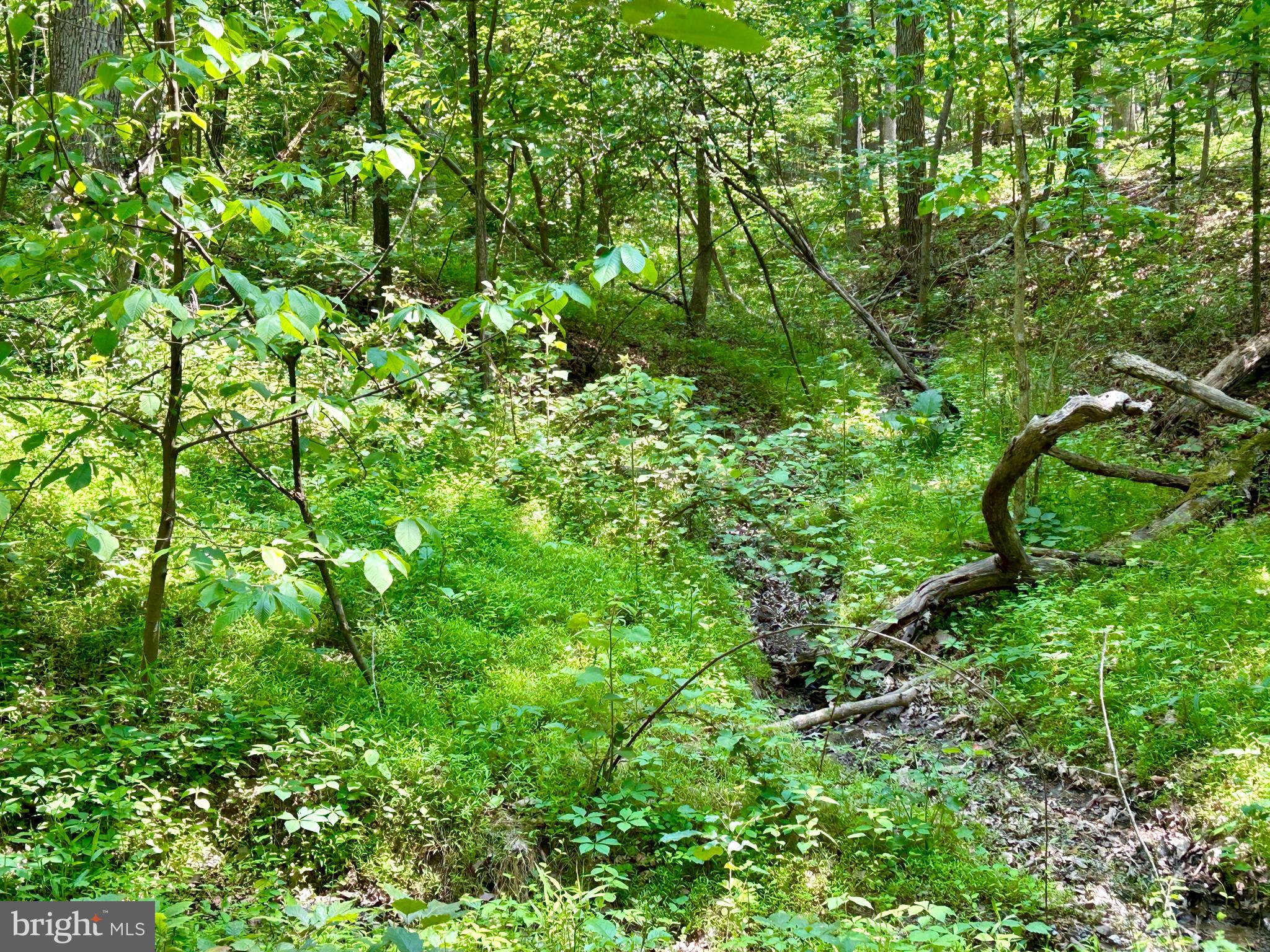 GLENWOOD FOREST - Land