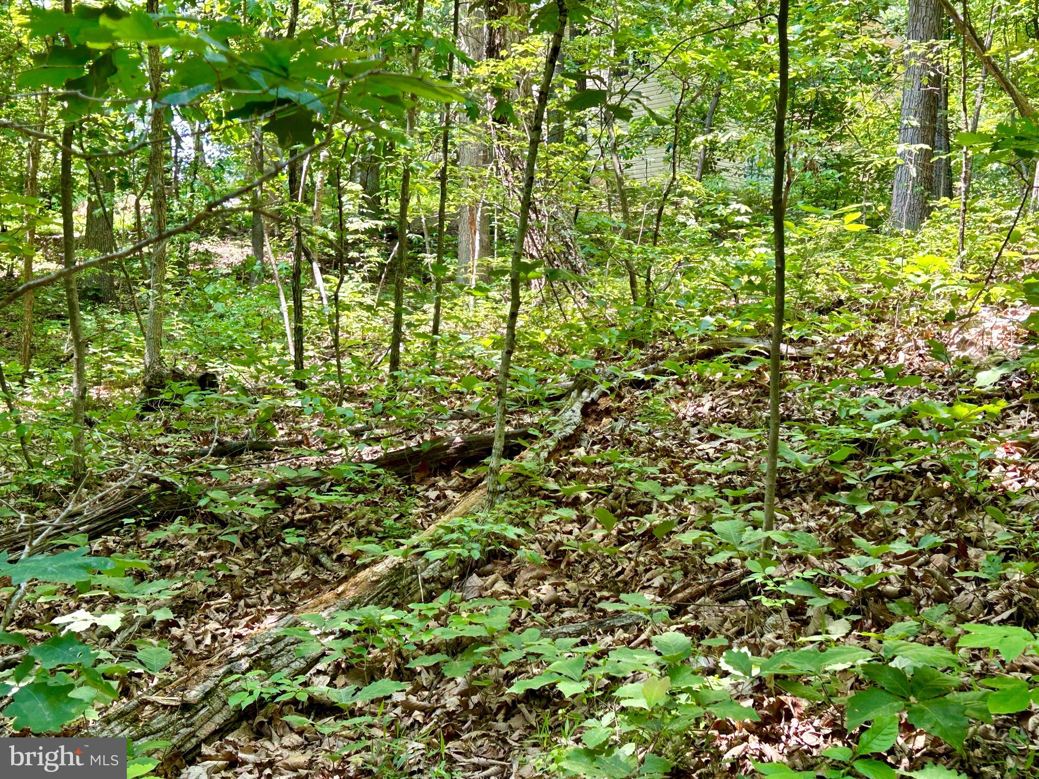 GLENWOOD FOREST - Land